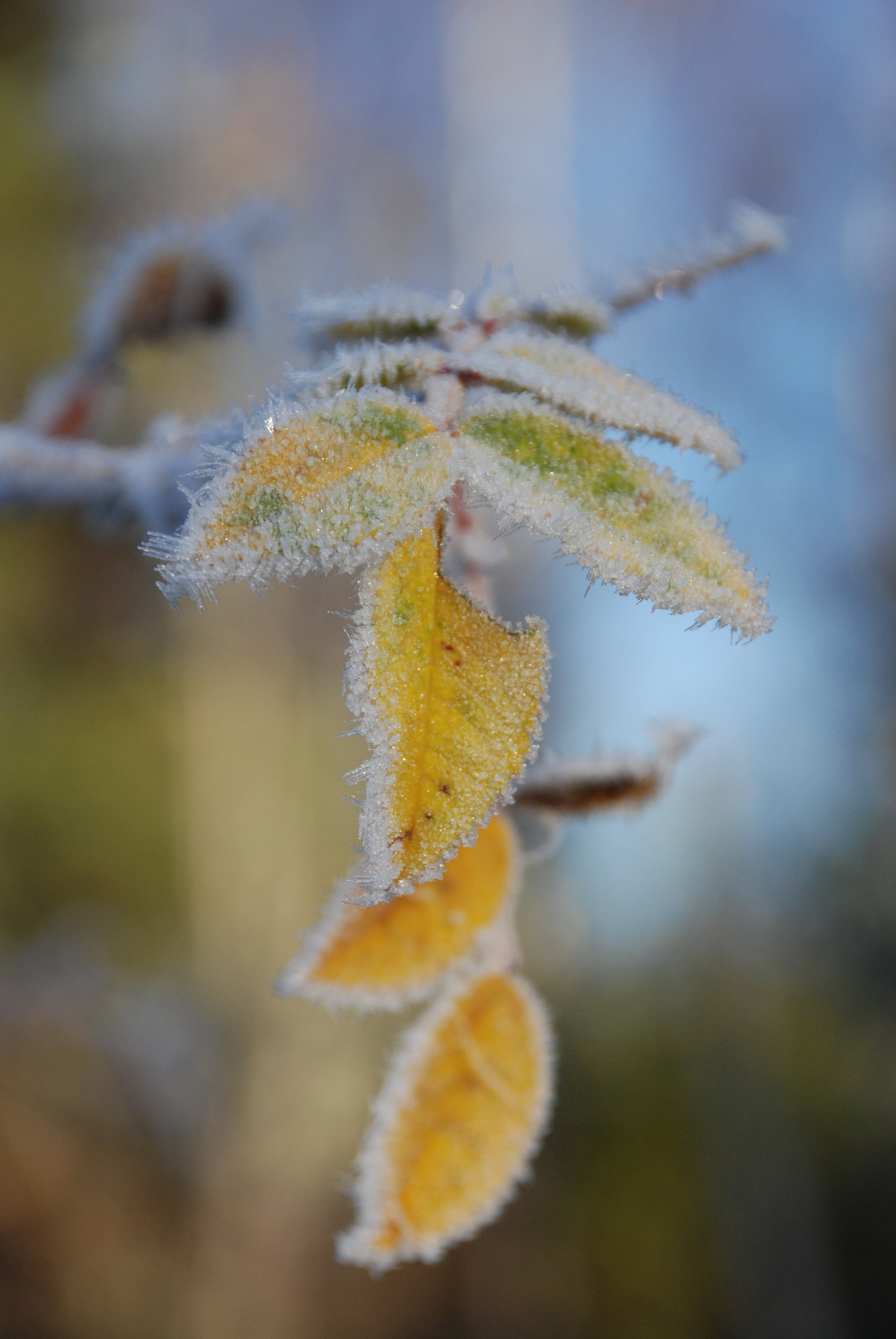 DSC_0029 Frostiga blad.jpg