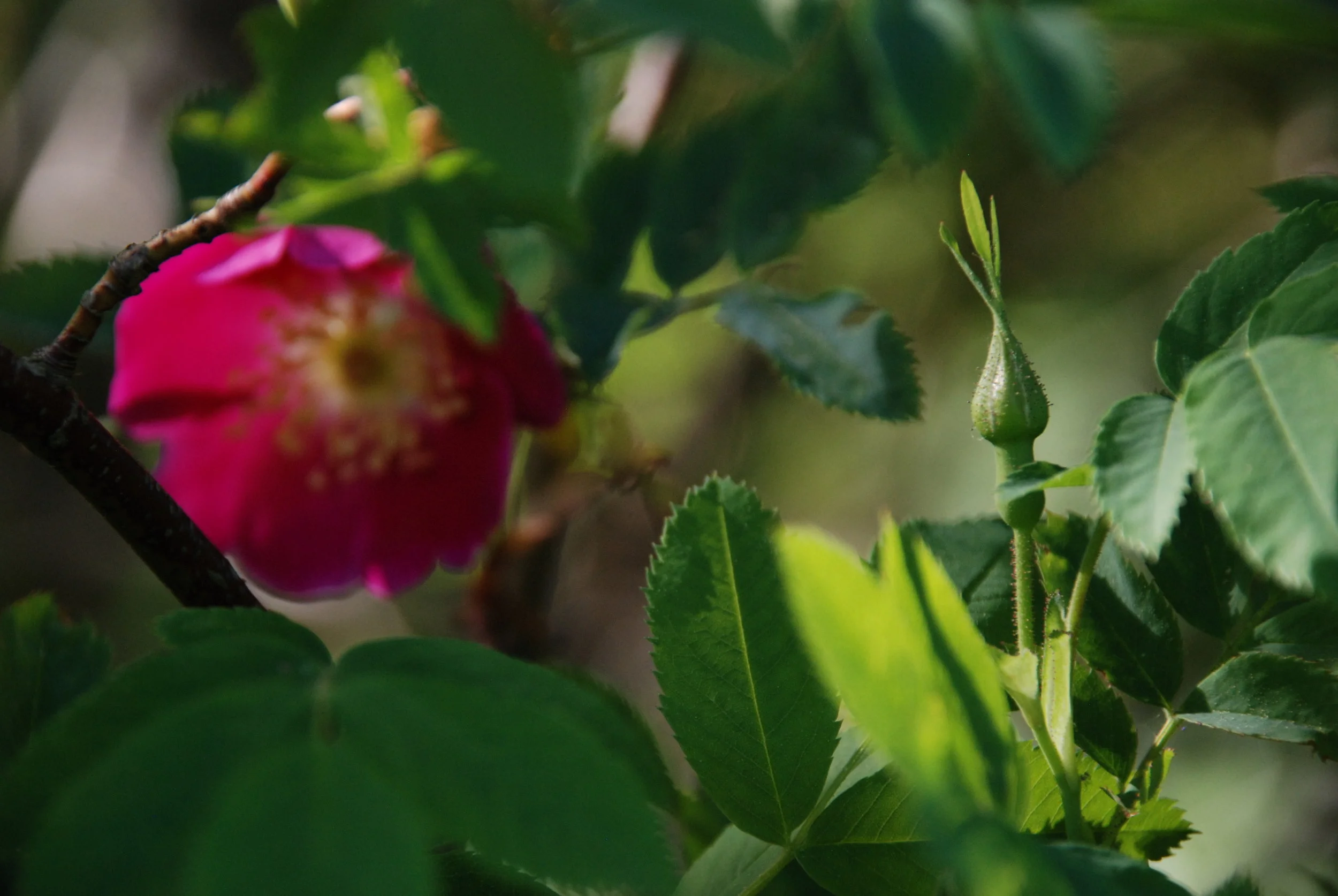 DSC_0151 Nyponrosknopp.JPG