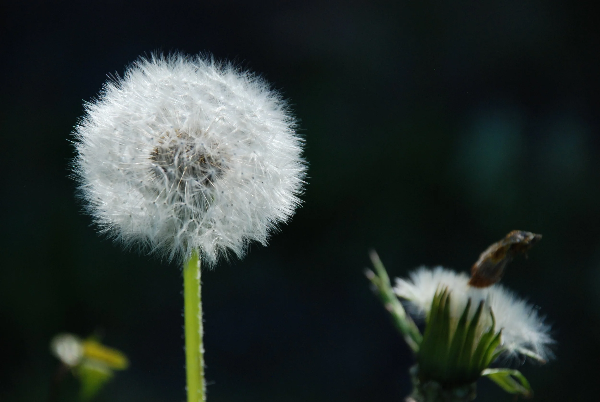 DSC_0169 Maskrosboll.JPG