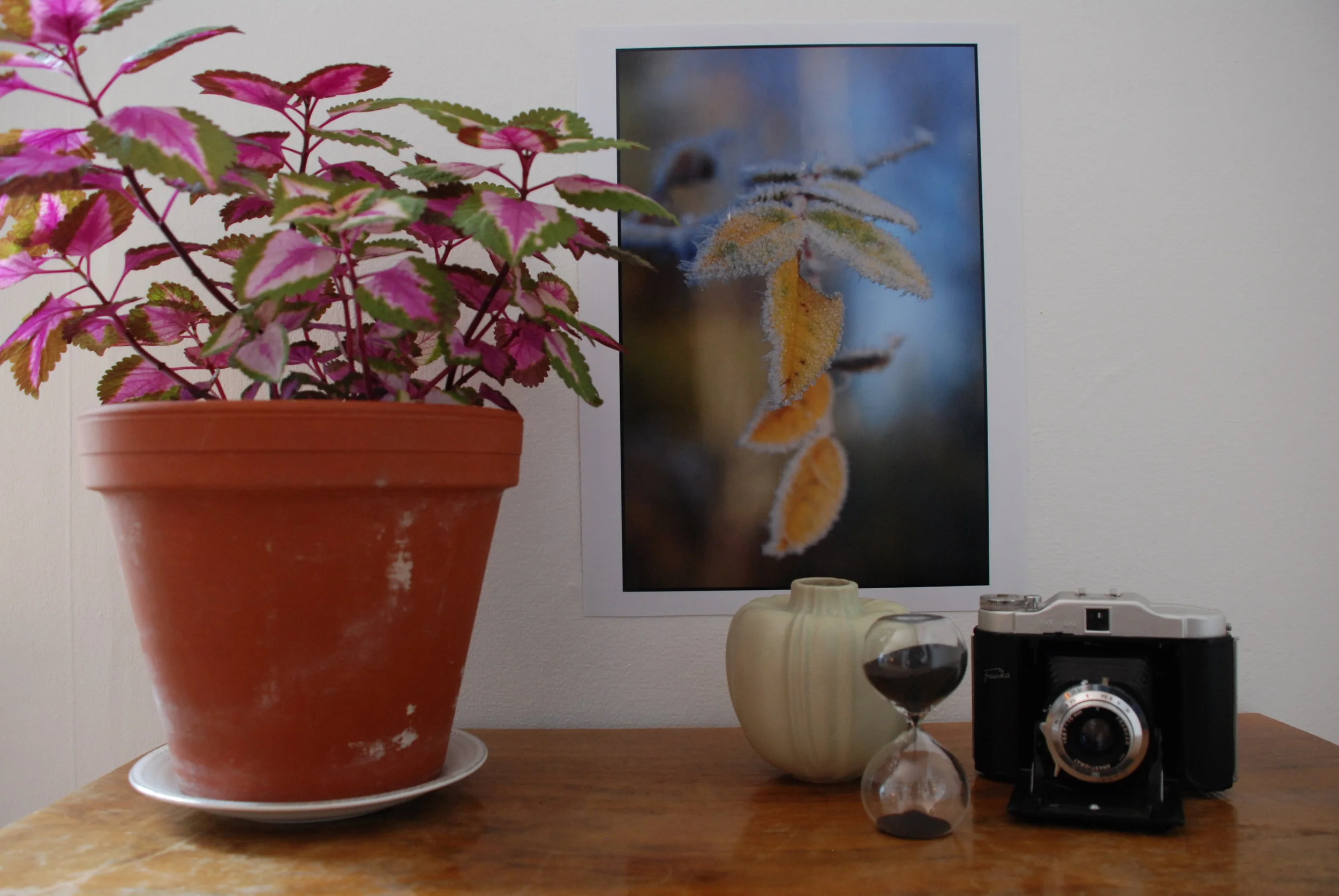 DSC_0040 Pro-Frostiga blad.JPG