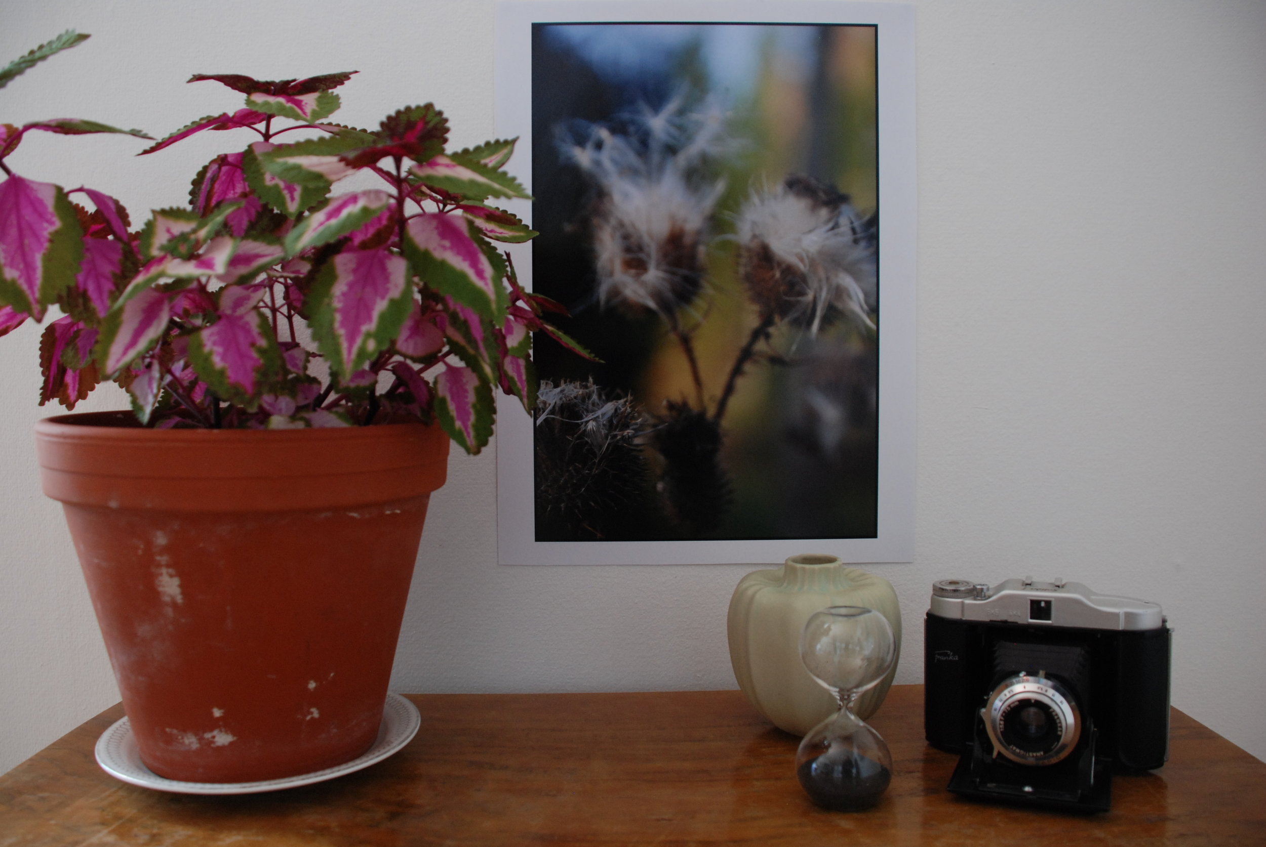 DSC_0152 Pro-Tuss II.JPG