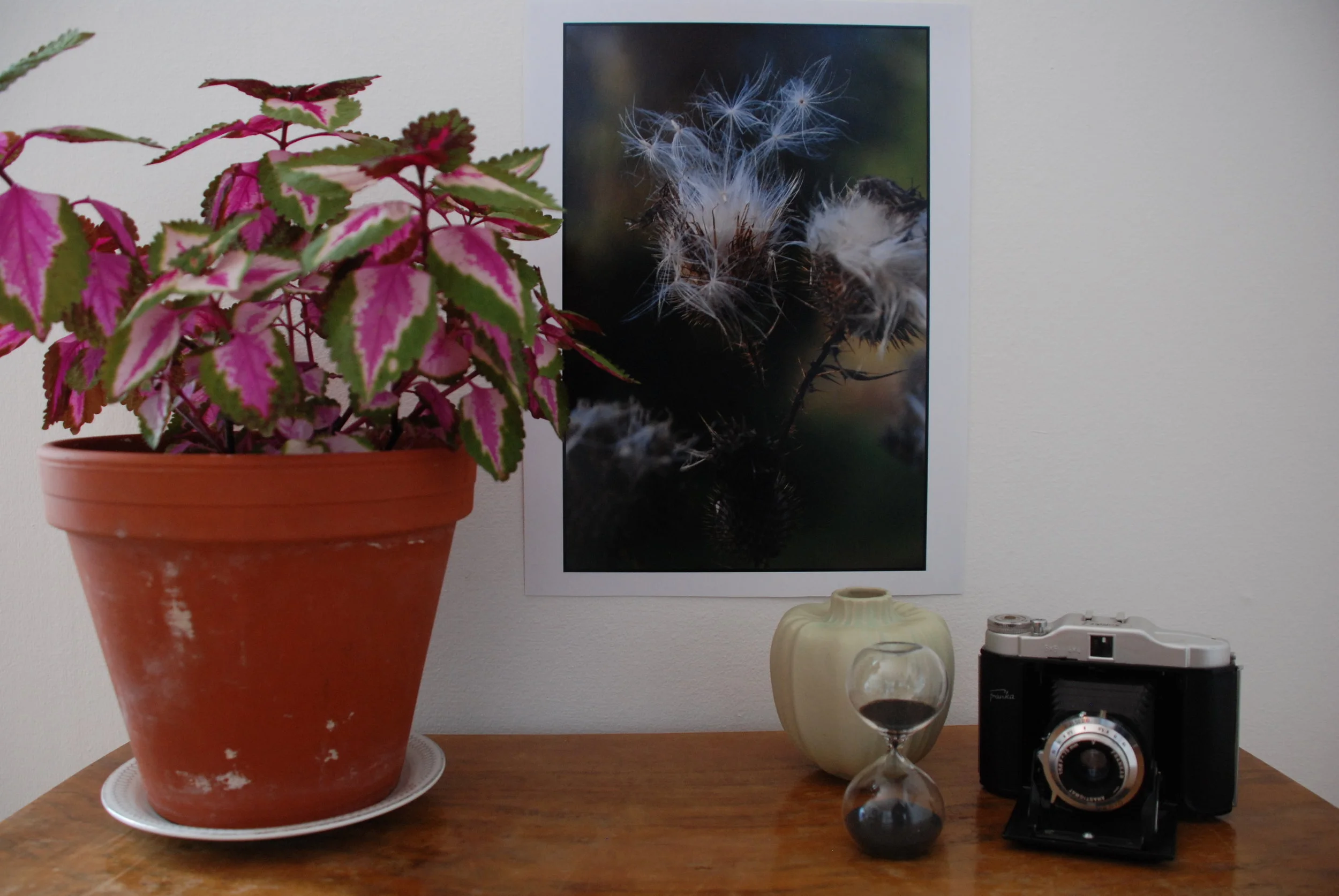 DSC_0151 Pro-Tuss I.JPG