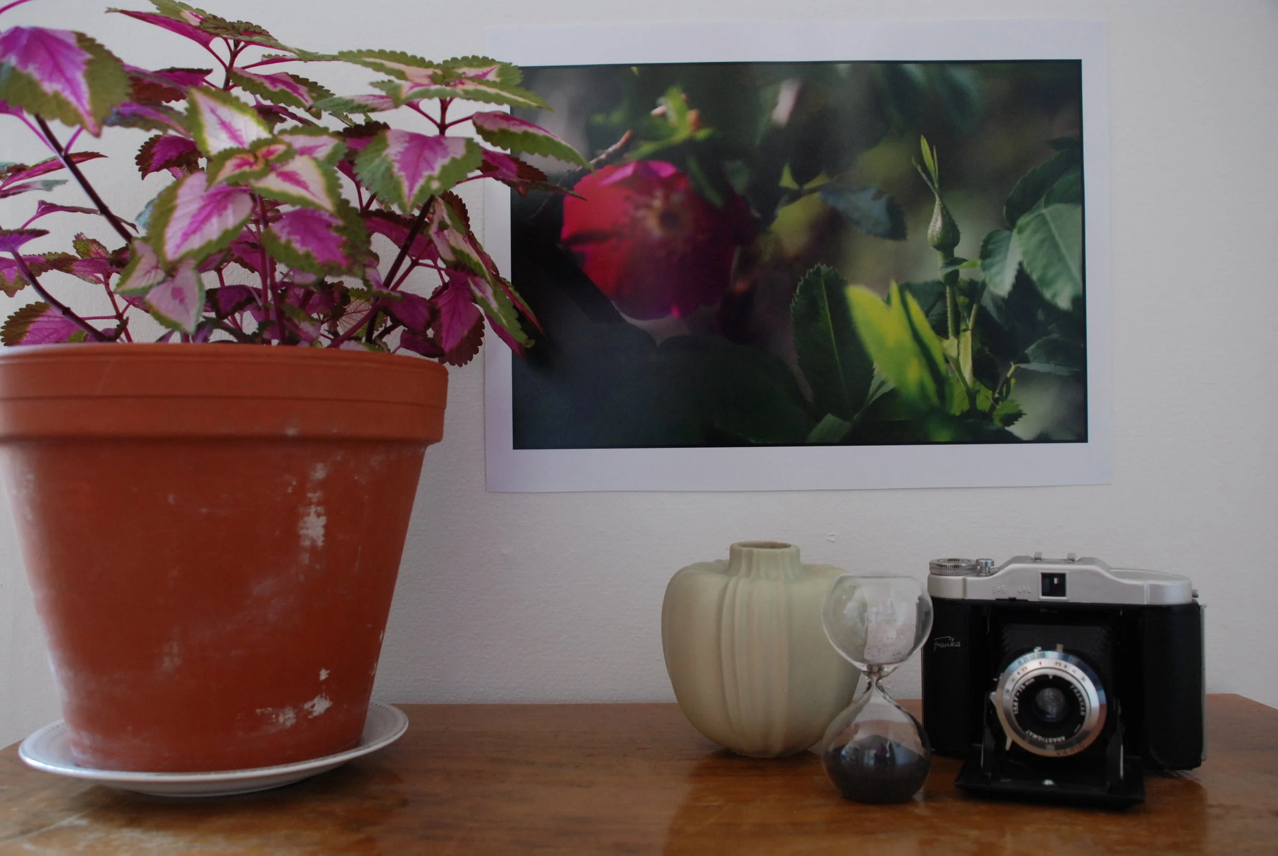 DSC_0001 Pro-Nyponrosknopp.JPG