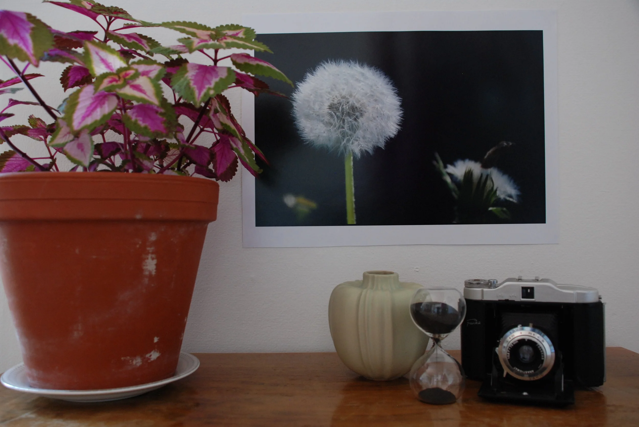 DSC_1016 Pro-Maskrosboll.JPG