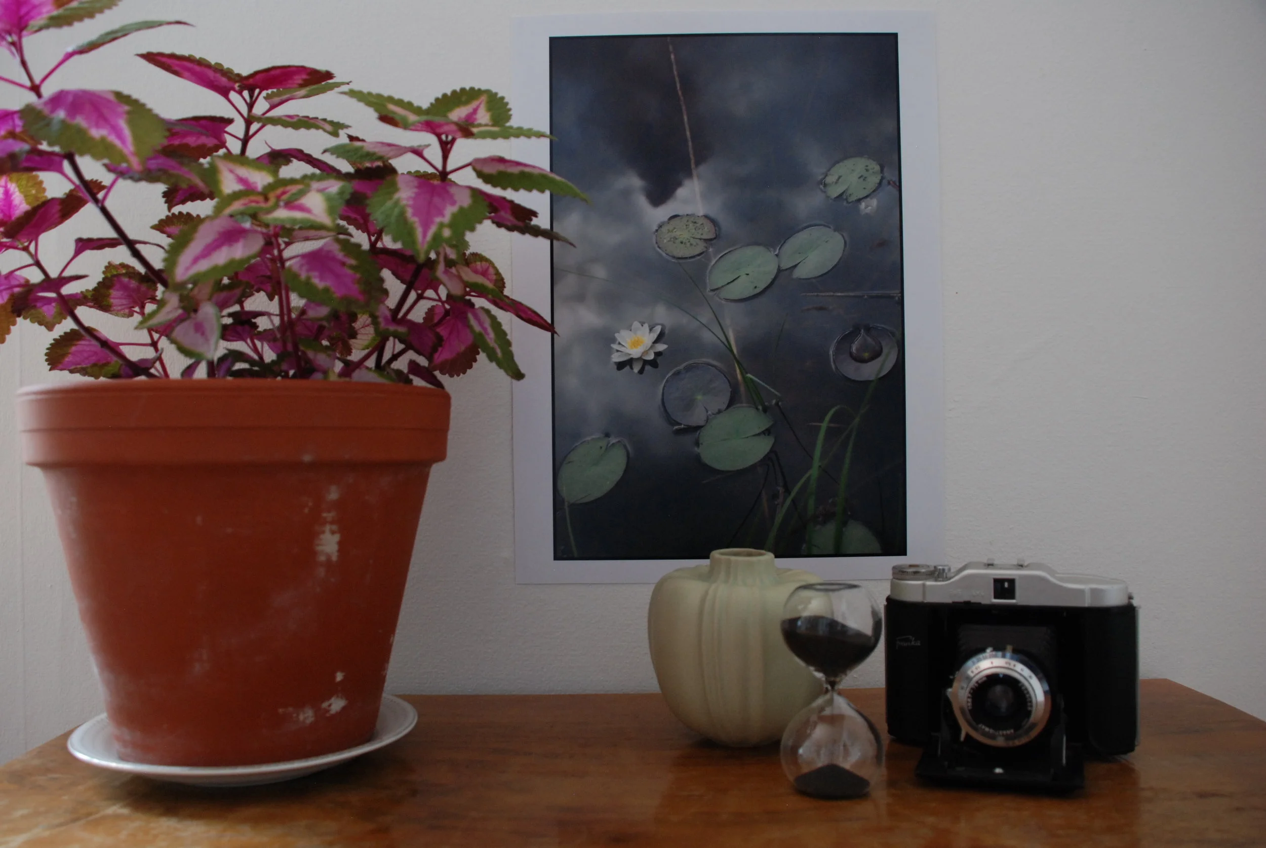 DSC_0028 Pro-Näckrosor.JPG