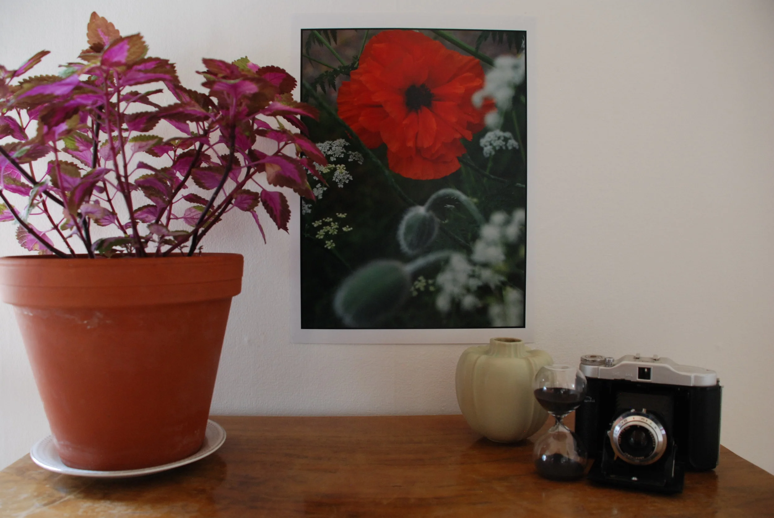 DSC_0785 Pro-Vallmo.JPG