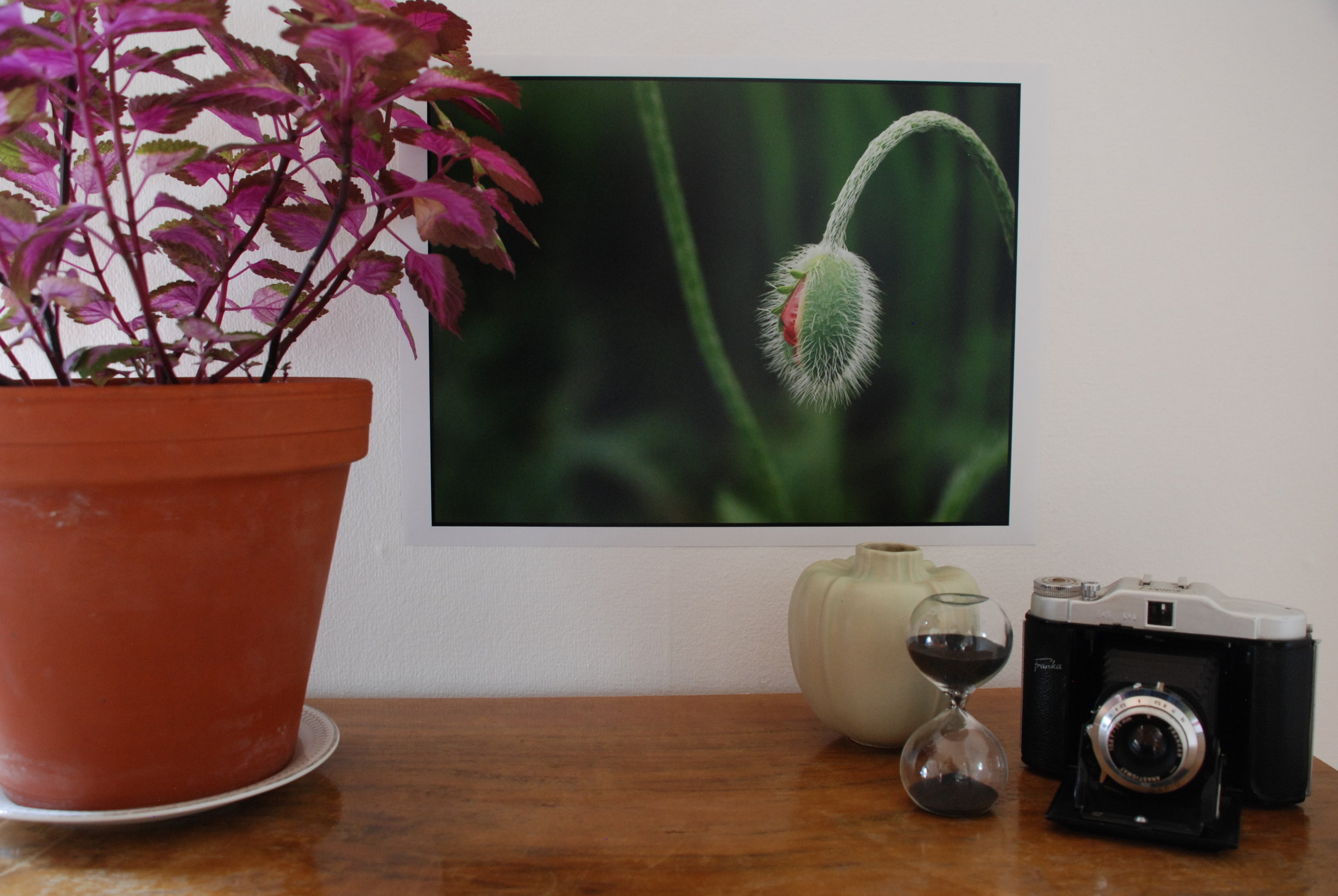 DSC_0770 Pro-Poppy.JPG