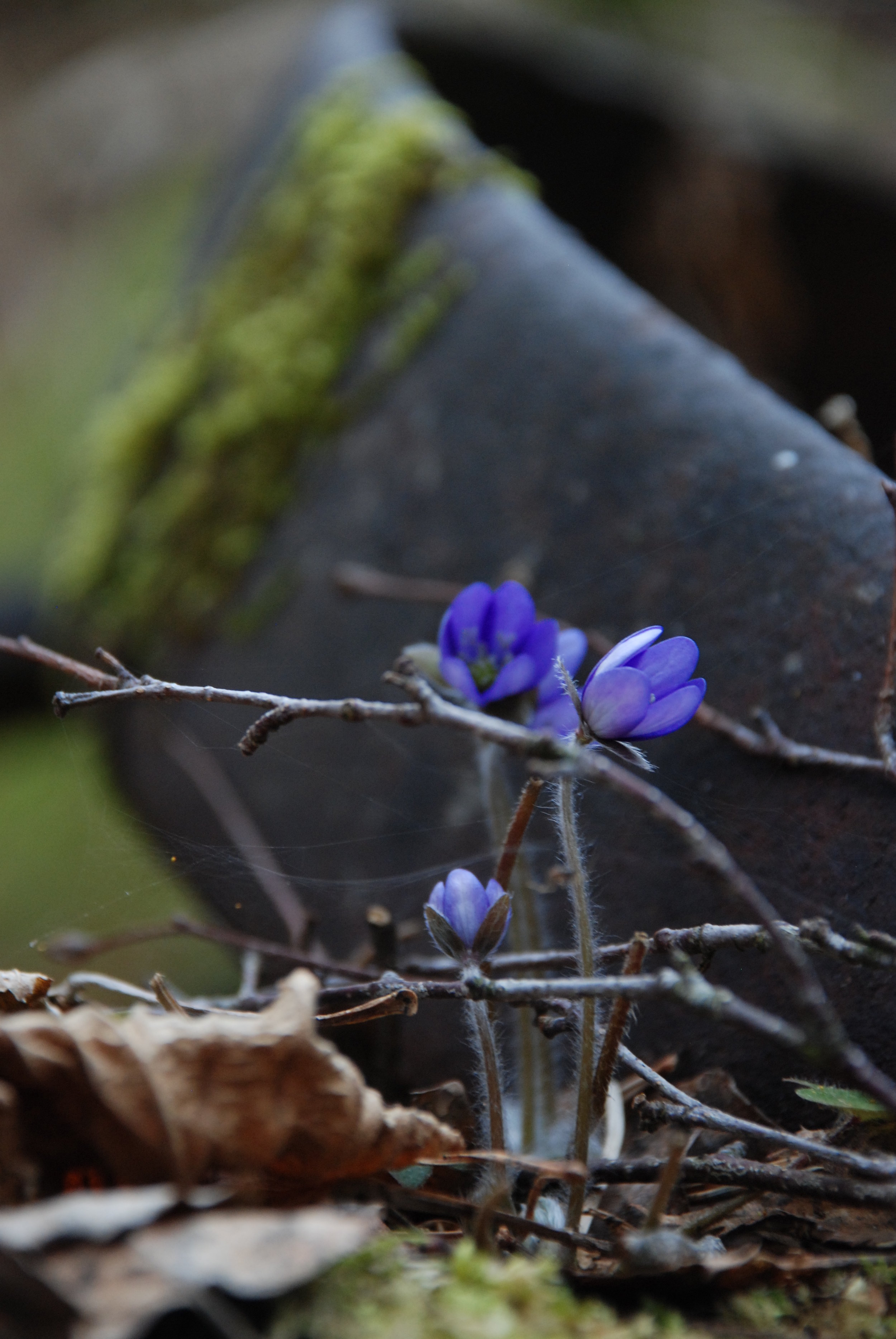 DSC_0291 Blåsippa.JPG