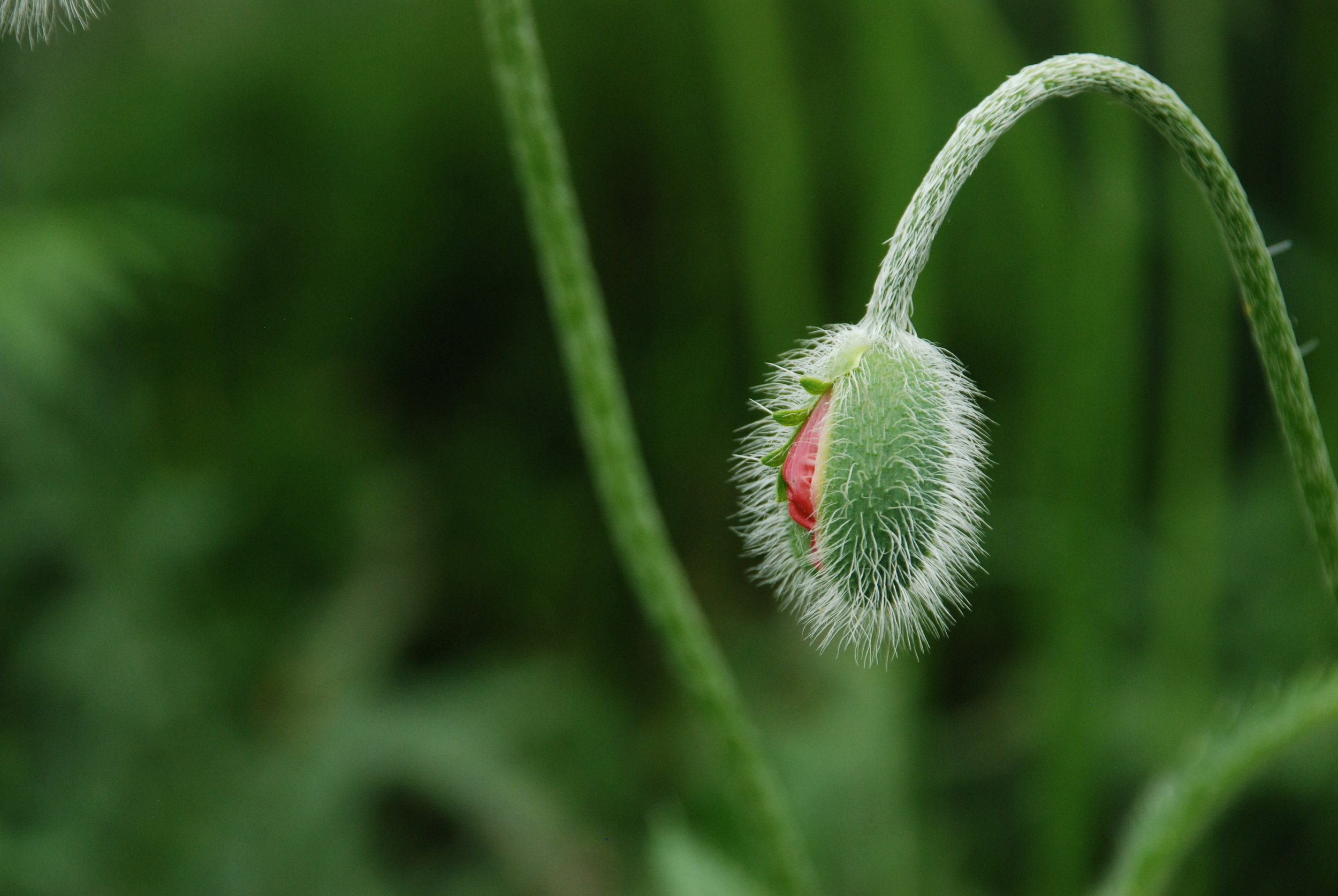 DSC_0681 Poppy.JPG