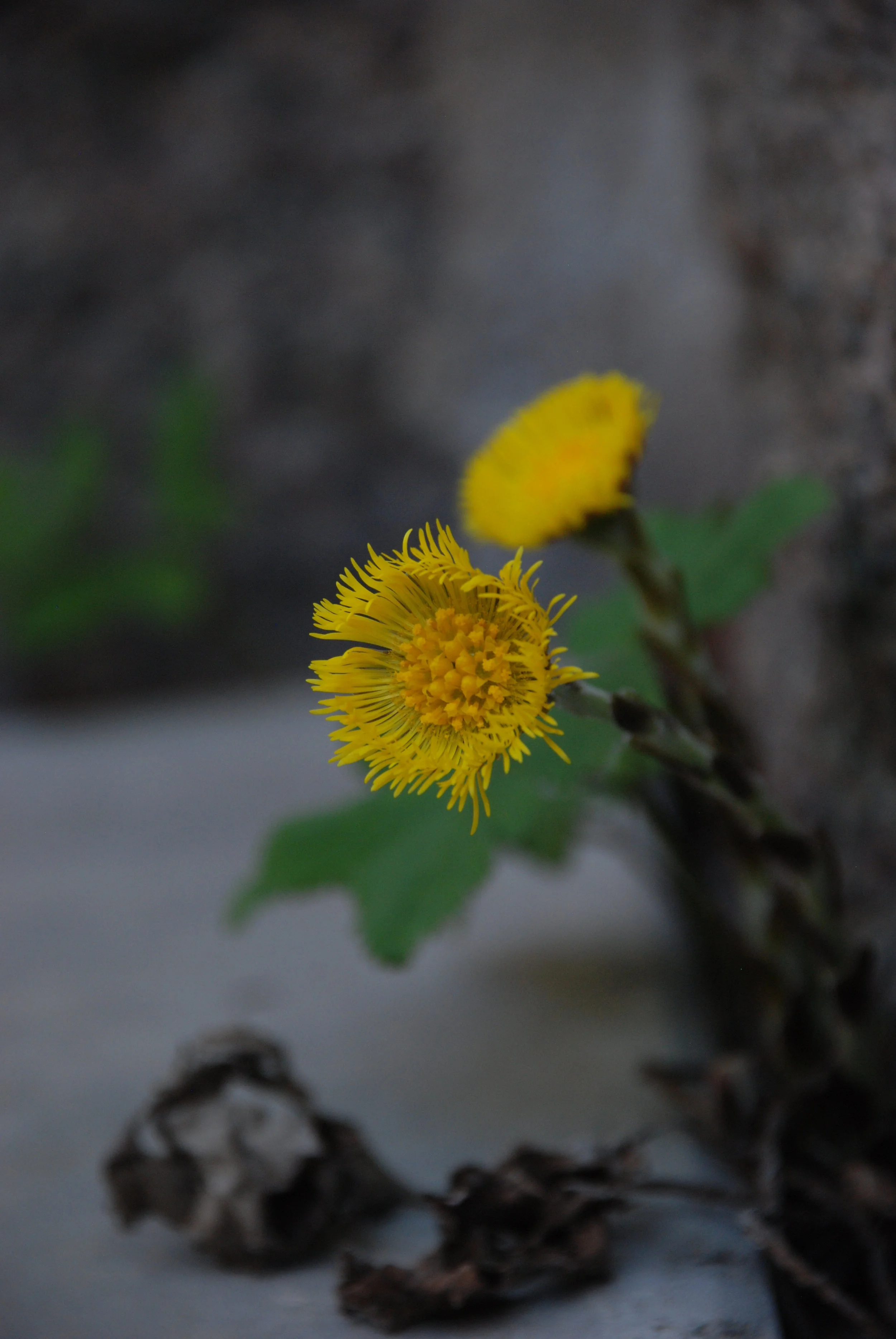 DSC_0804 Tussilago.JPG