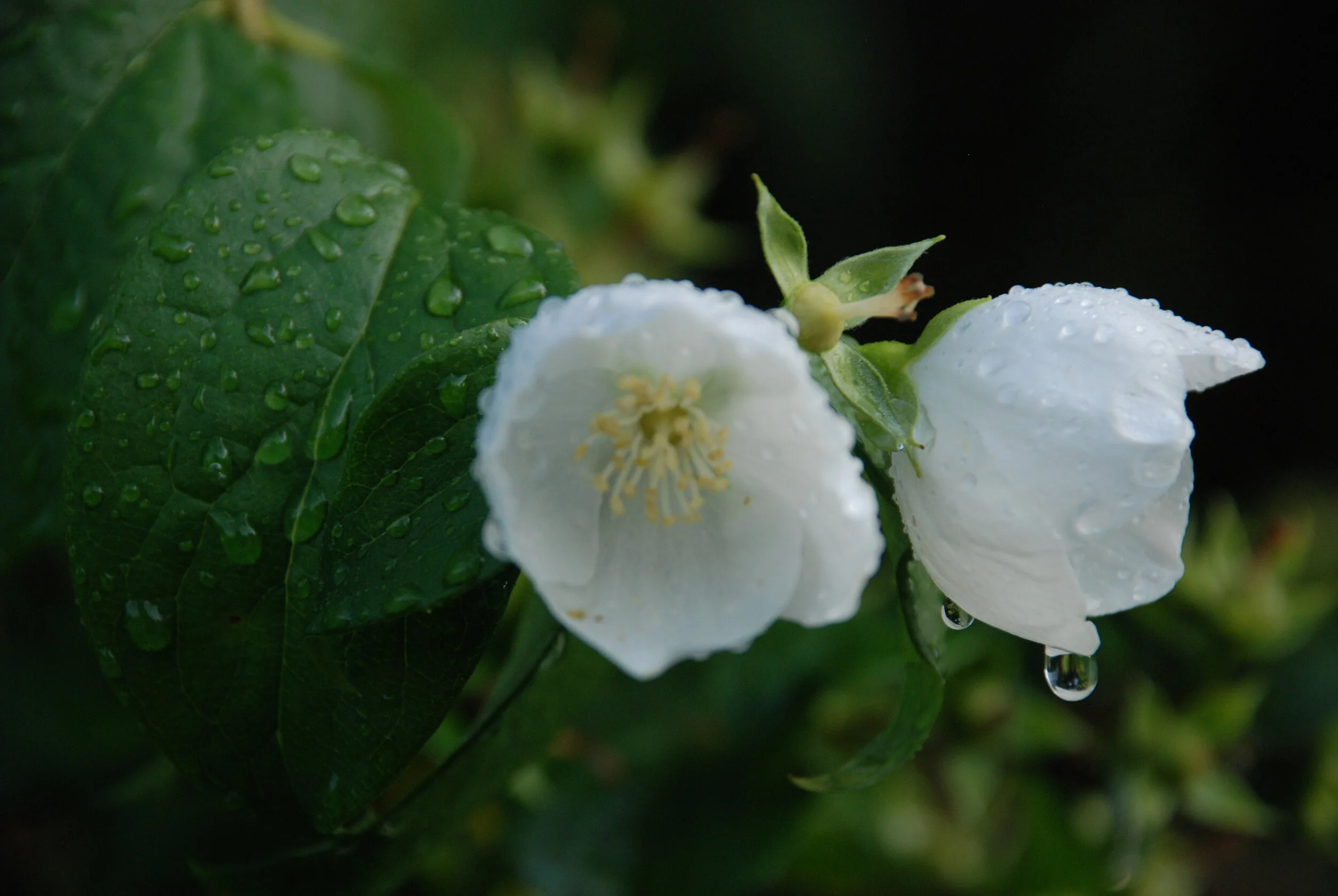 DSC_0391-Morgondroppar.JPG