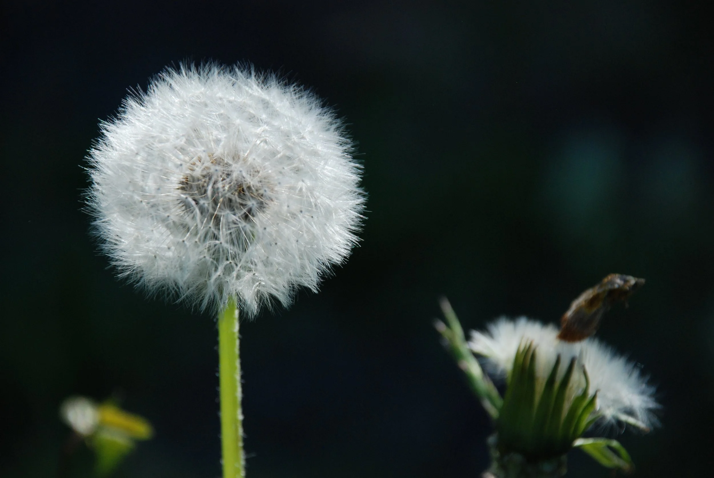 SLUTSÅLD! Maskrosboll A5