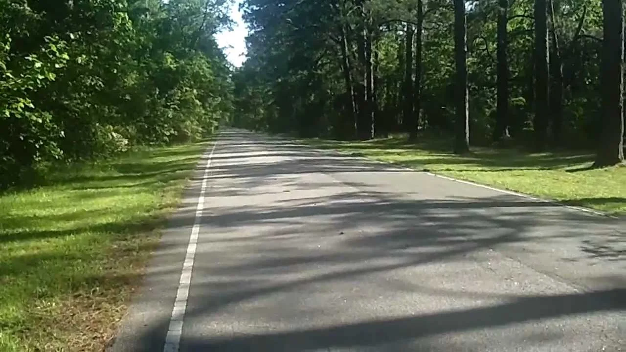 dismalswamptrail.jpg