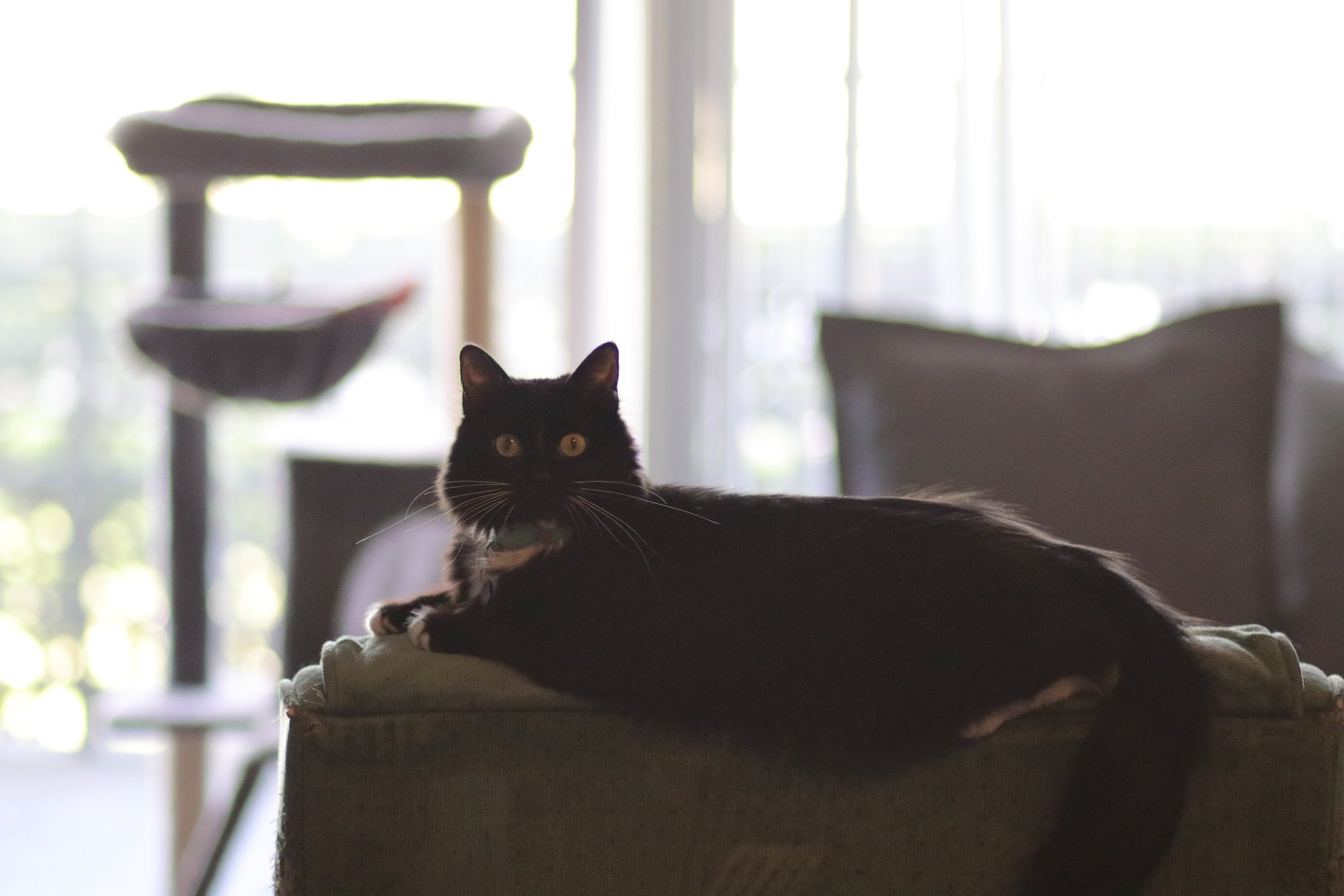 IMG_3783.jpeg