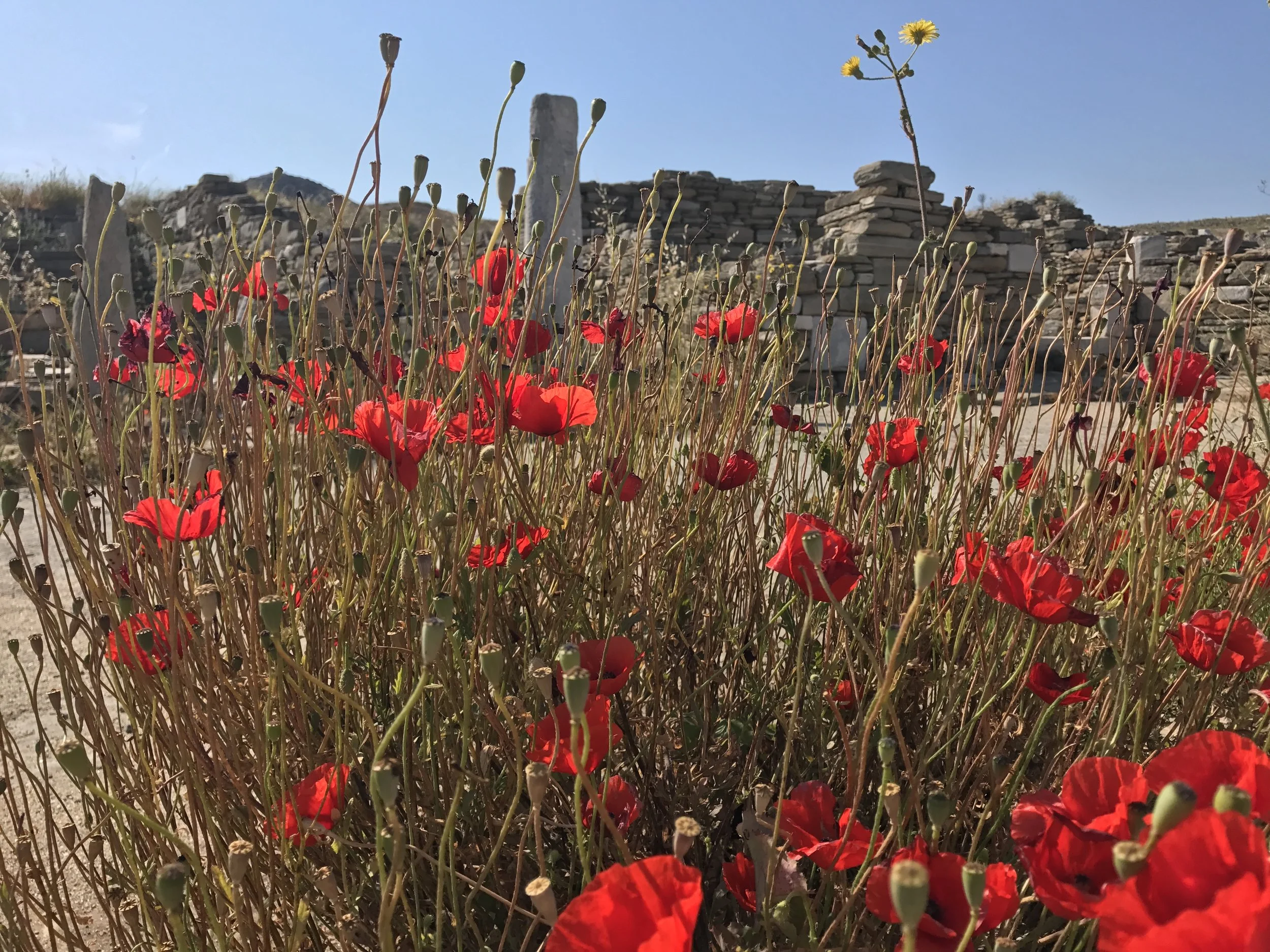 Delos Poppies