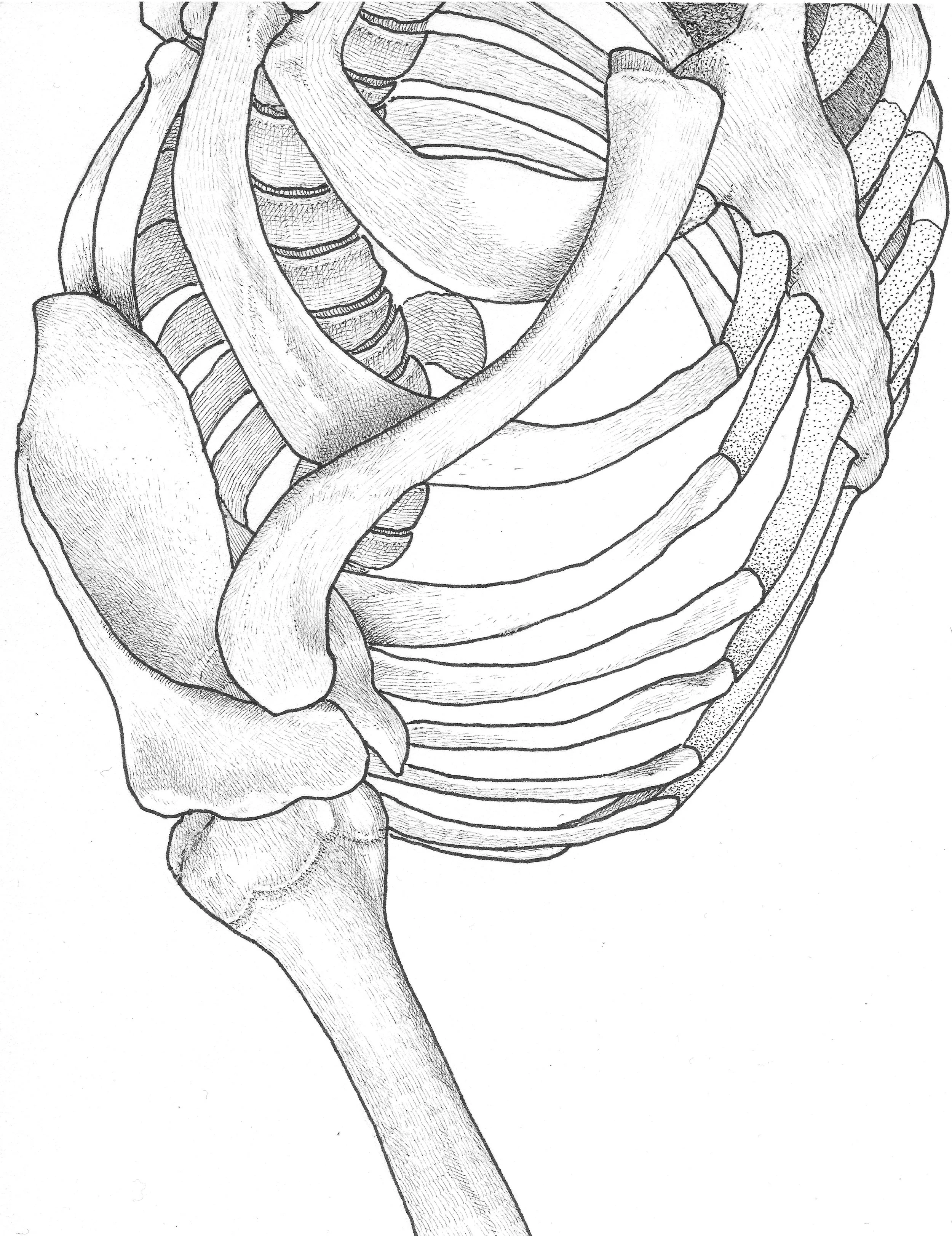 The Shoulder in dynamic alignment 