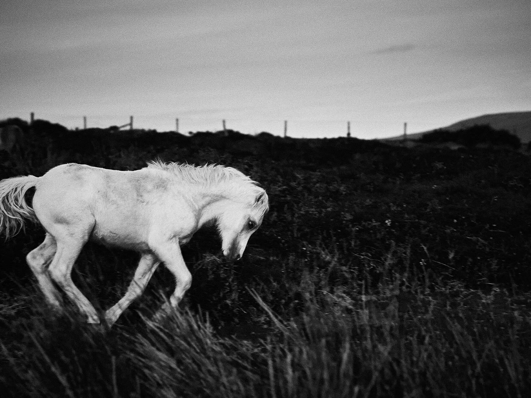 CJ FEATURES: PRESELI PONY, MOHAMED HASSAN :  Photos and impetus, incentive, motivation, stimulant, guidence , agitator and strength.