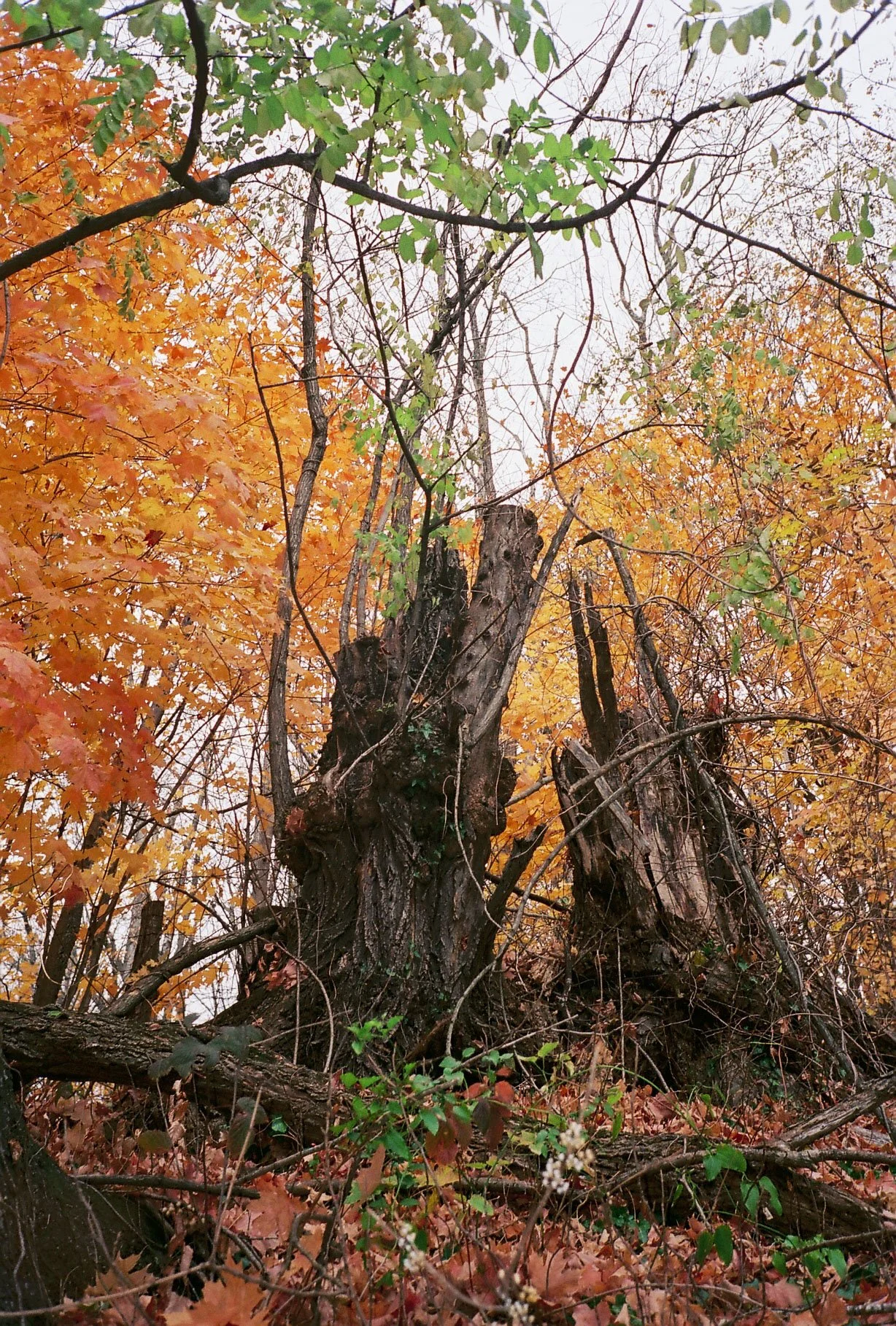 SP009289-33.jpg