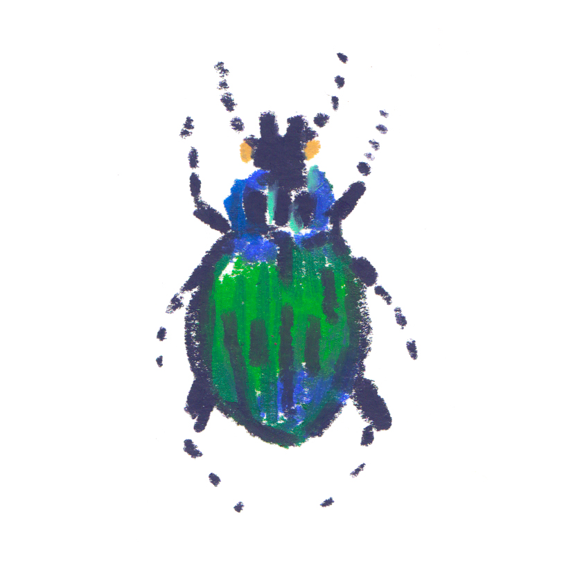 Beetle Calosoma scrutator - N.America.jpg