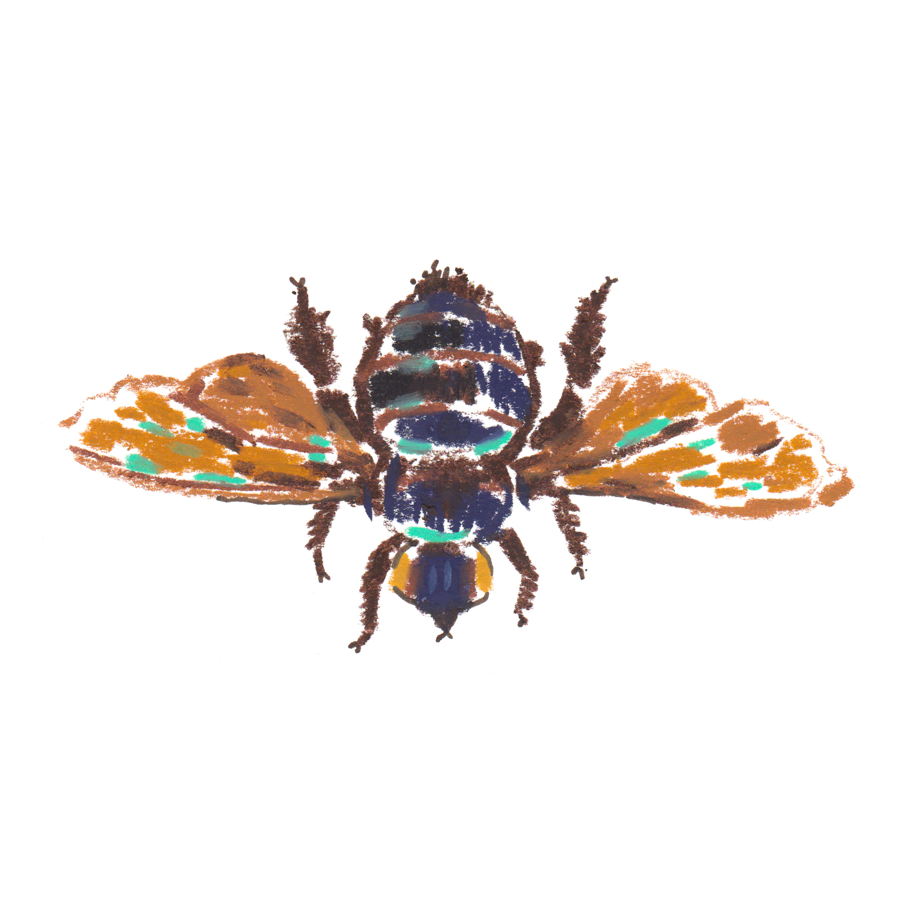 Bee Xylocopa Latipes.jpg