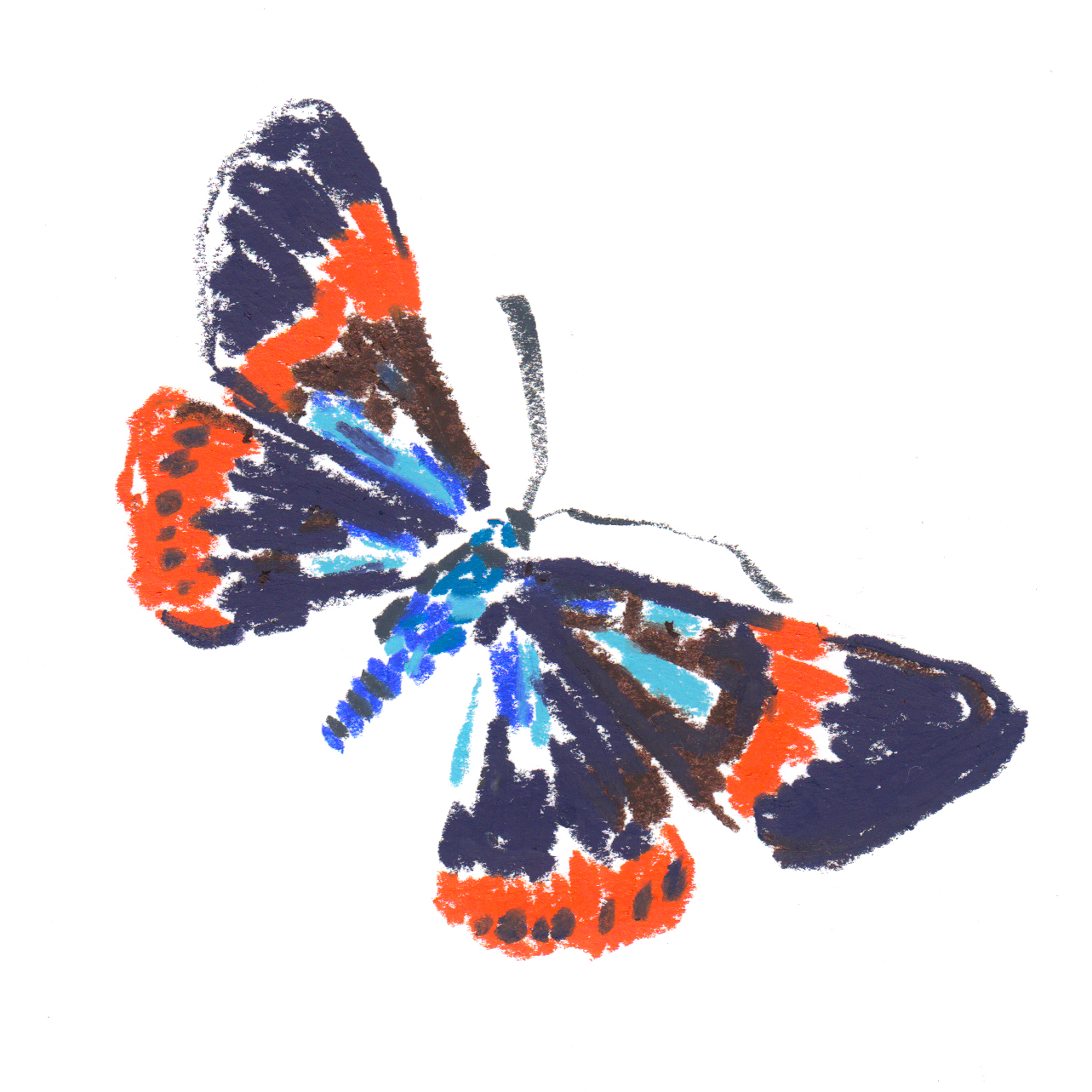 Butterfly Milionia basalis - Asia.jpg