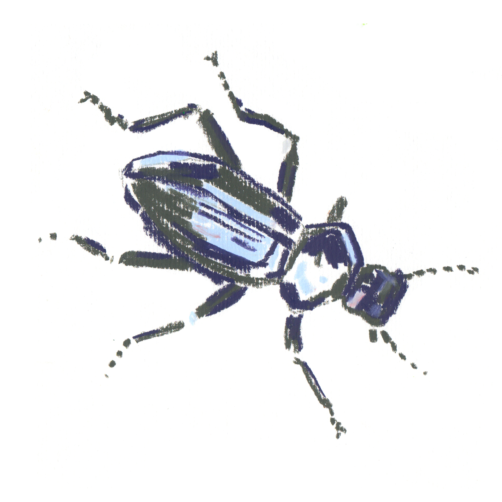 Common Black Beetle.jpg