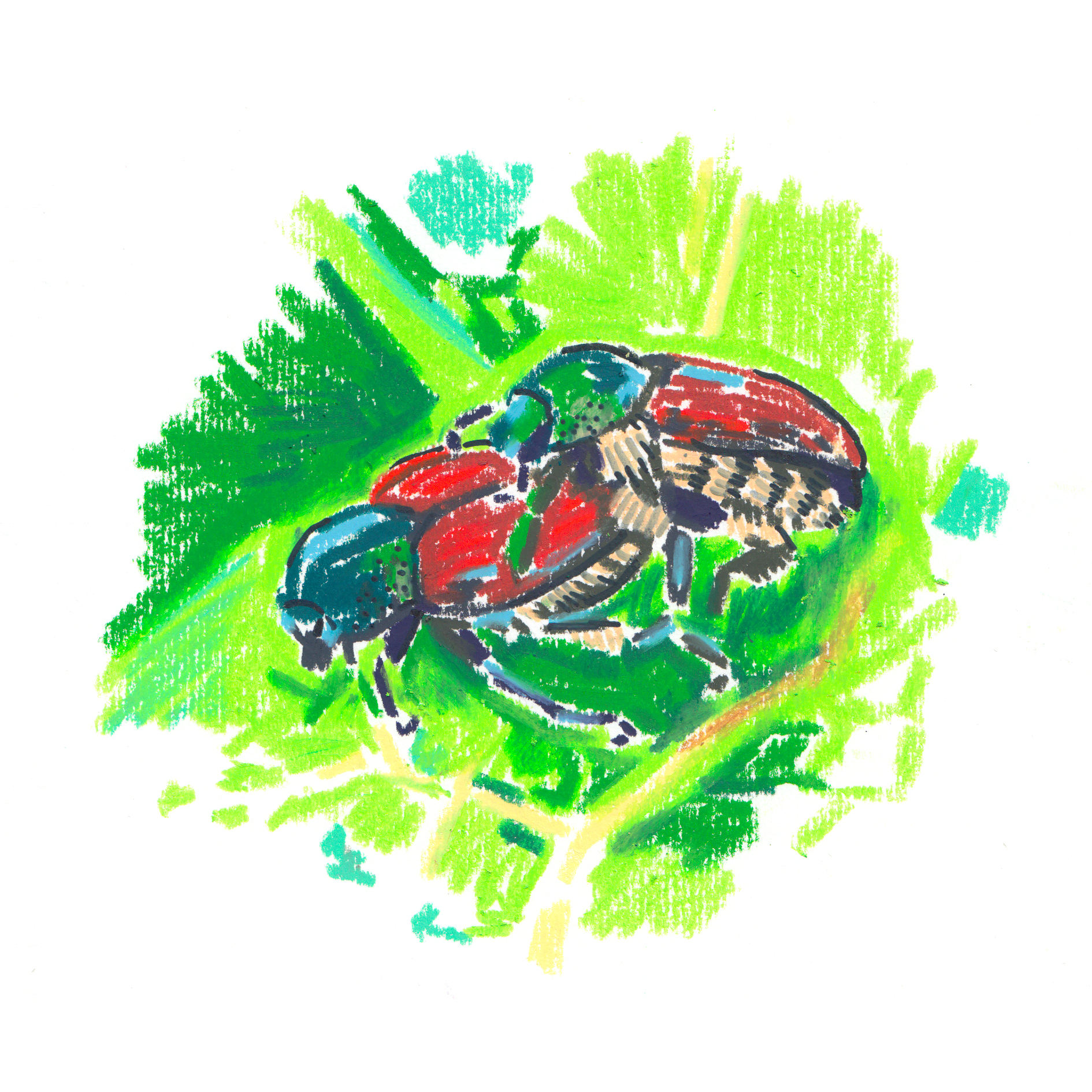 Japanese Beetle.jpg