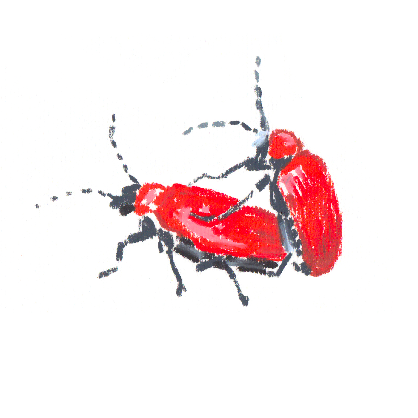 Red Lilly Beetle.jpg