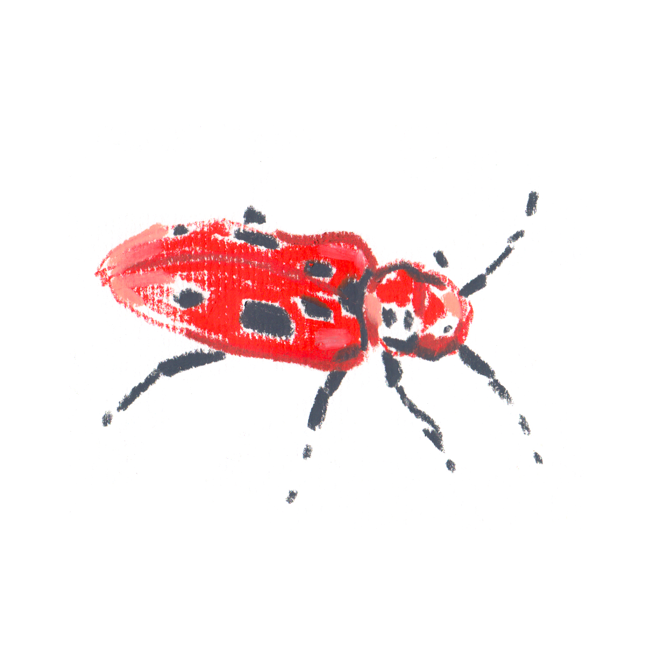 Red MilkWeed Beetle.jpg