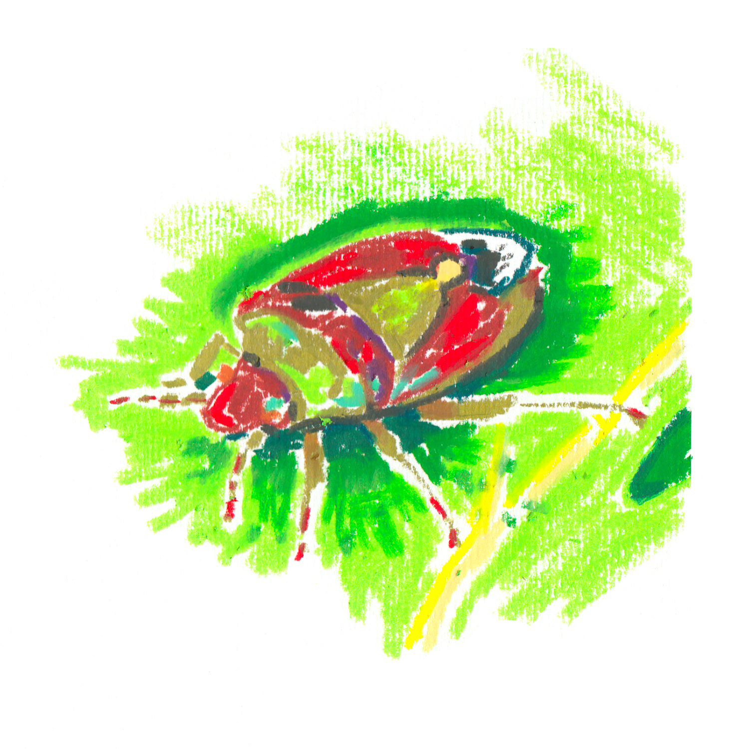 Red And Green Stink Bug.jpg