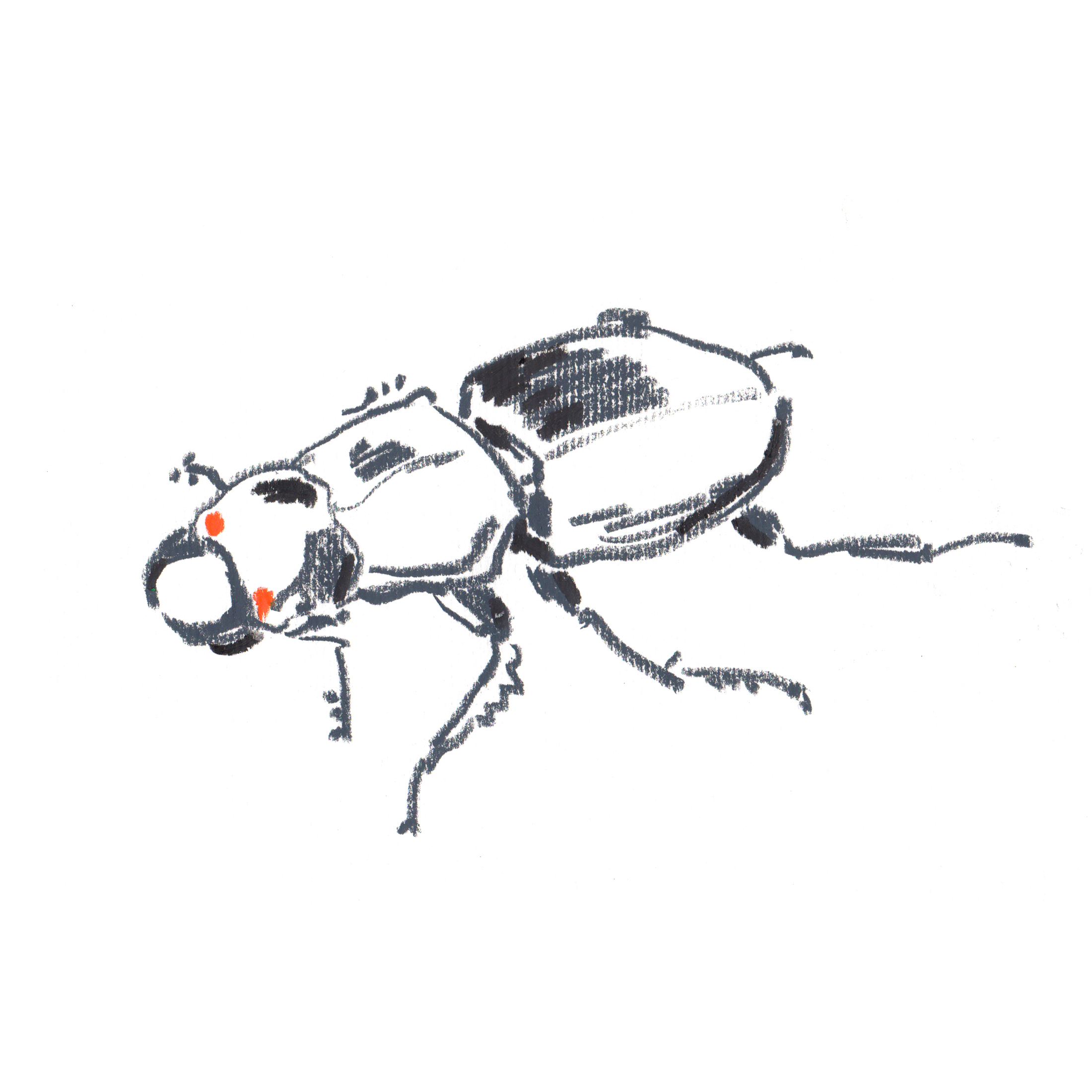 Stag Beetle.jpg