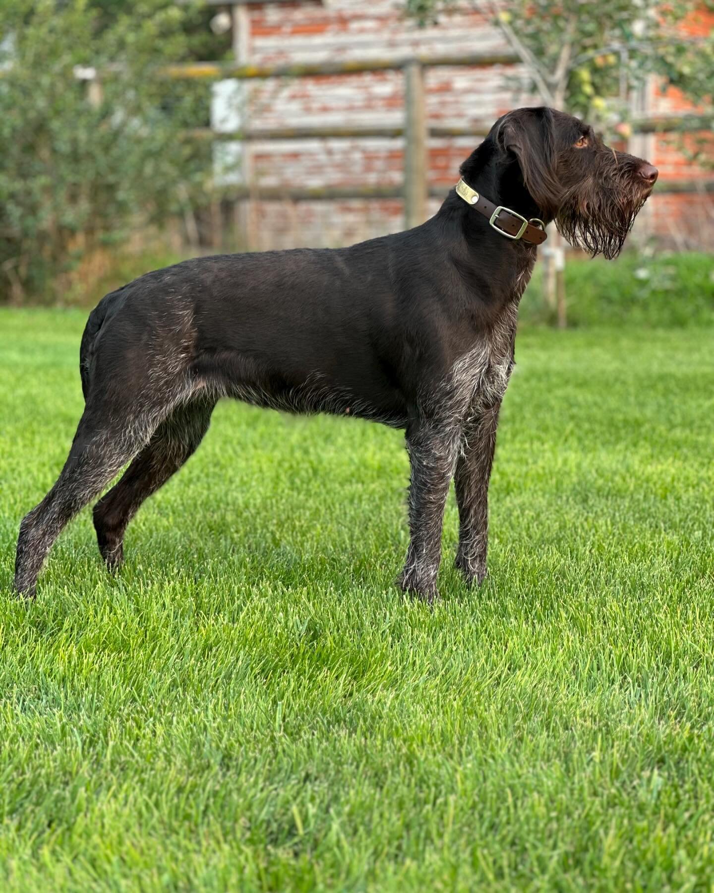 Elko vom Ridge Runner:

#gundog #ridgerunner #drahthaar #birddog #instadog #dogsofinstagram #doglife #idaholife