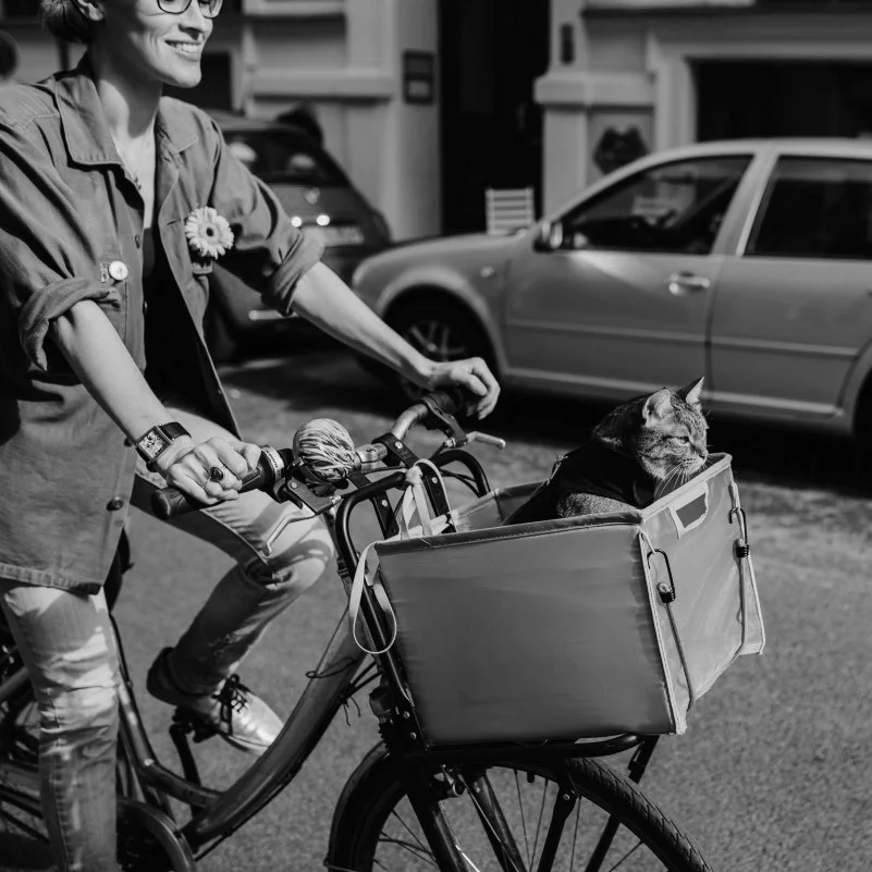 10+ | She's Got a Kitten to Ride