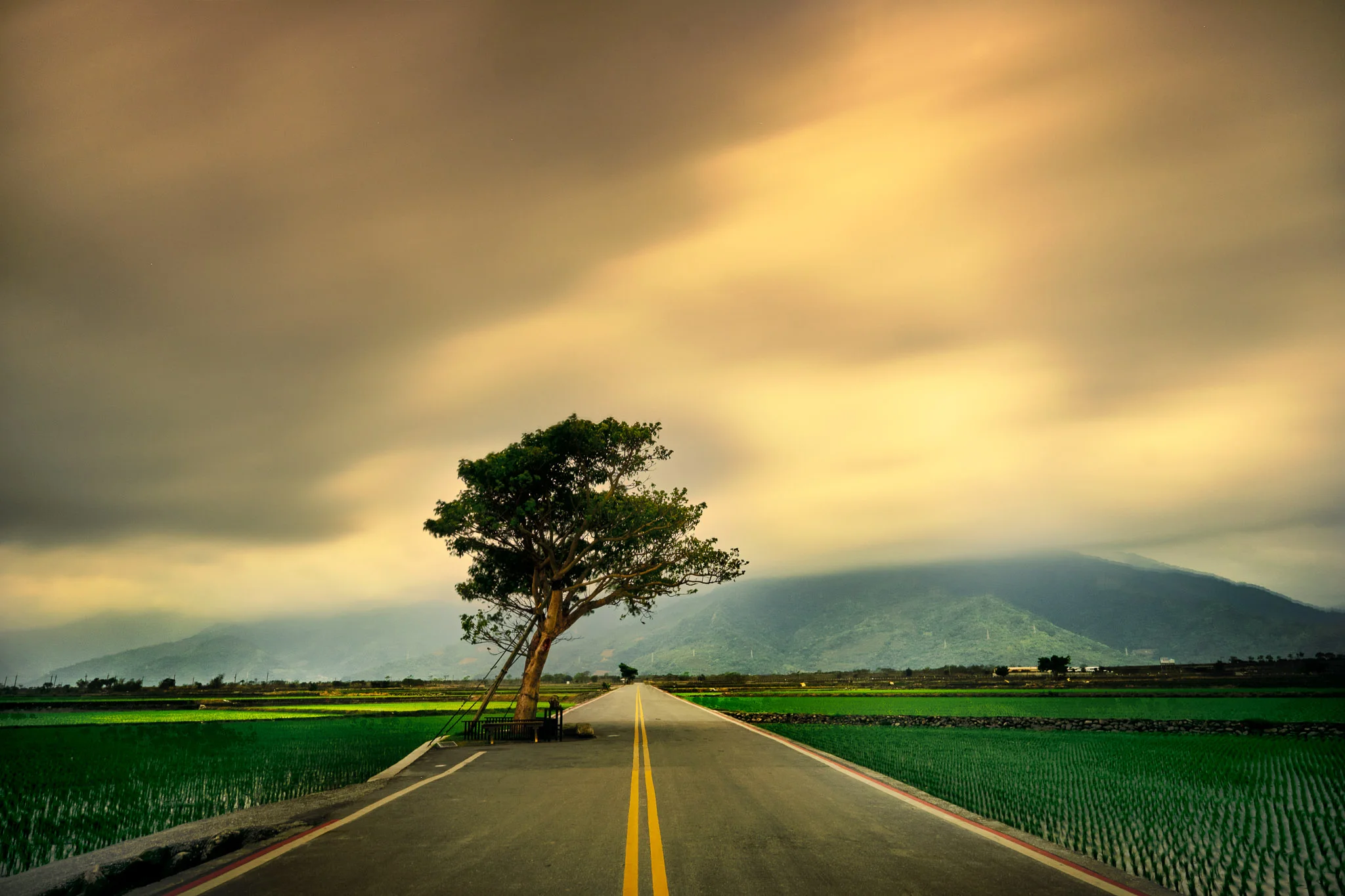 The Lonely Tree