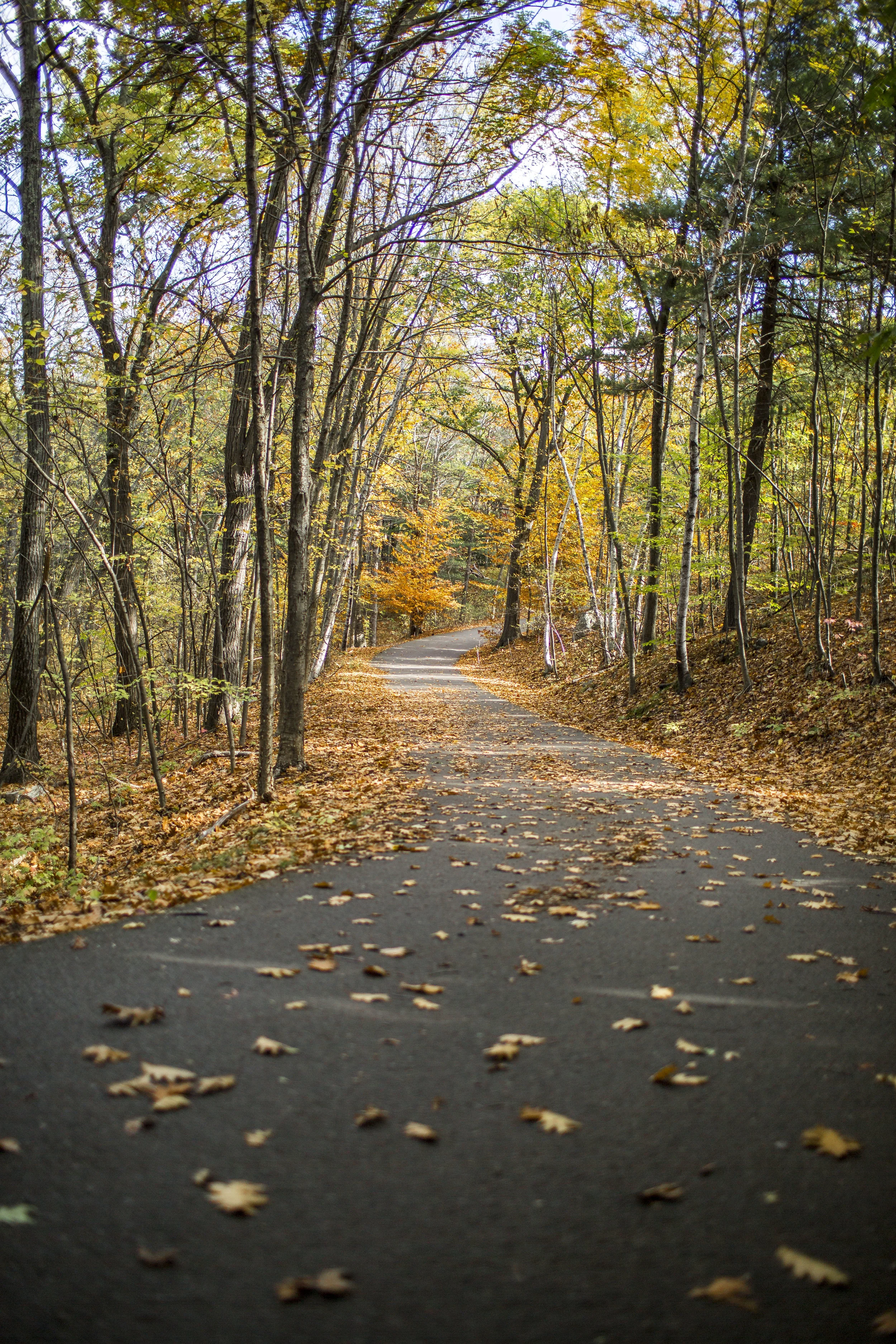 Breakheart Reservation, Fall 2016.jpg
