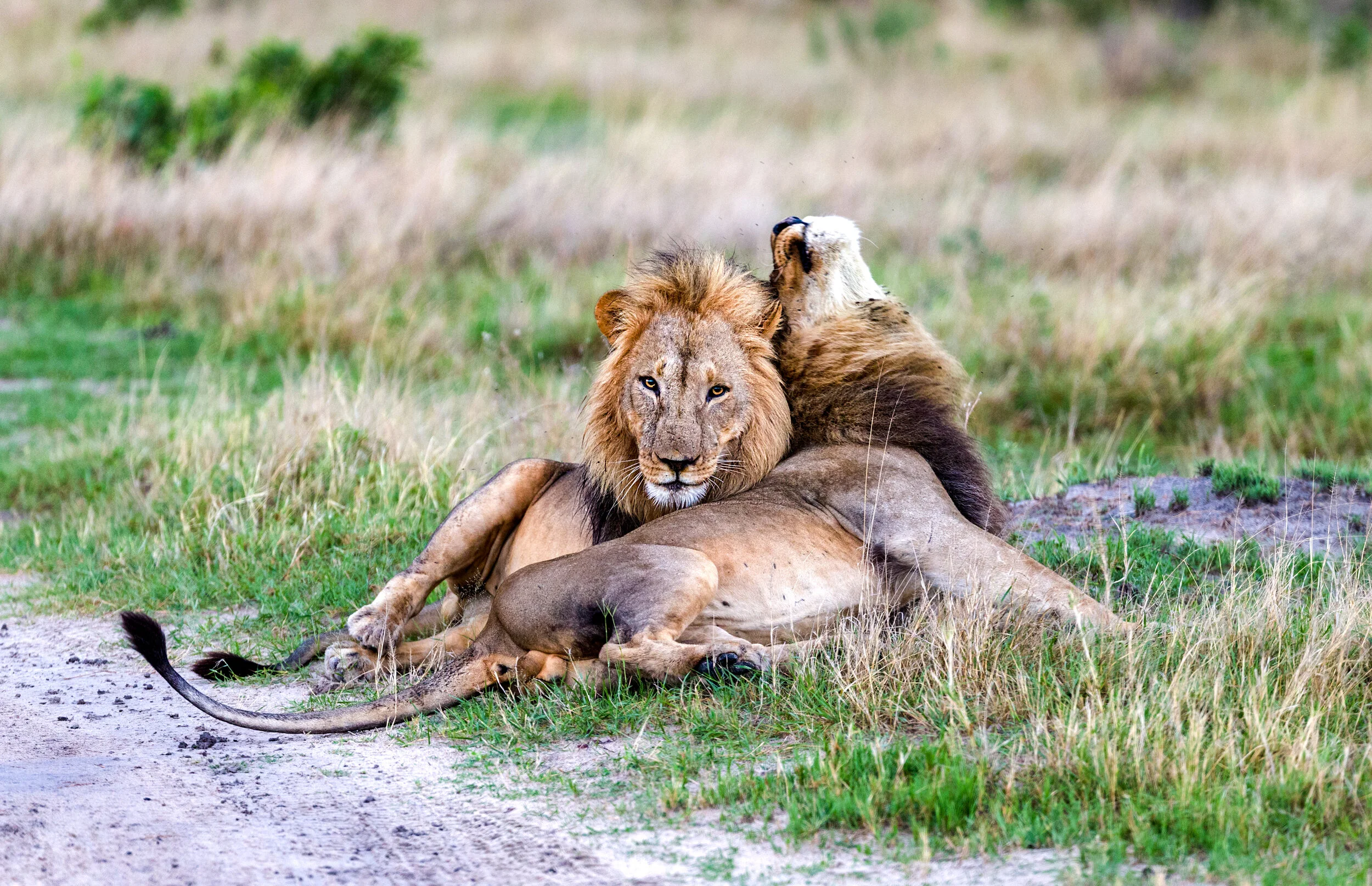 Two brothers bonding in Botswana