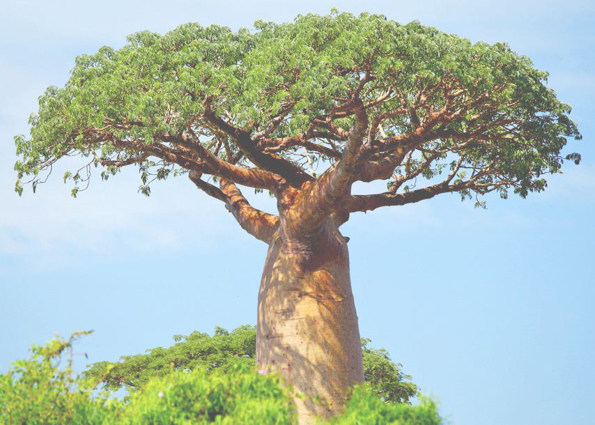 baobab-tree-africa-854x610.jpg
