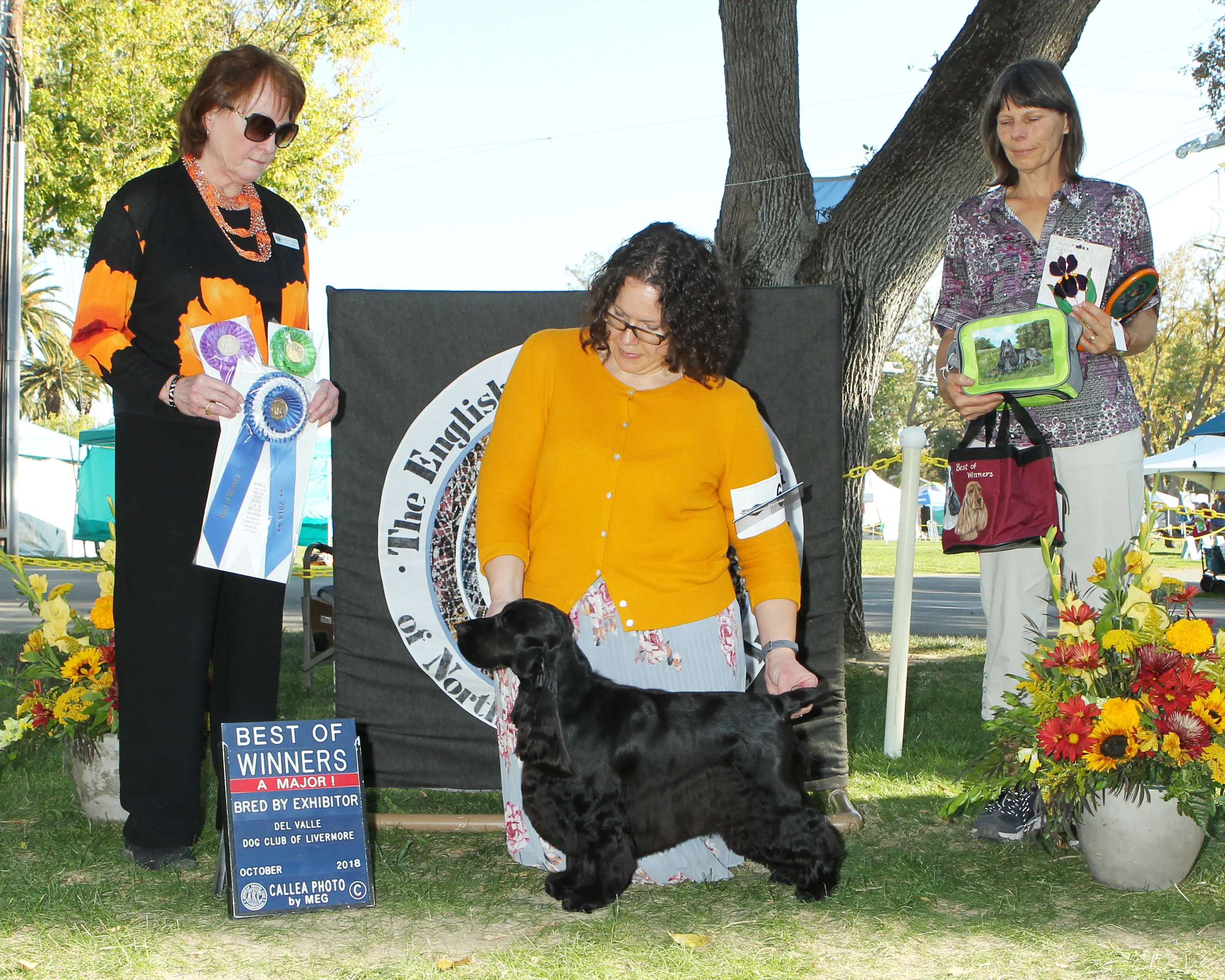 Best of Winners/Best Bred By Exhibitor