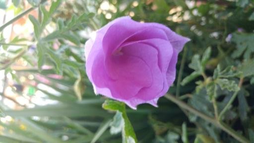 1490576092633 - Copy - Copy.jpg