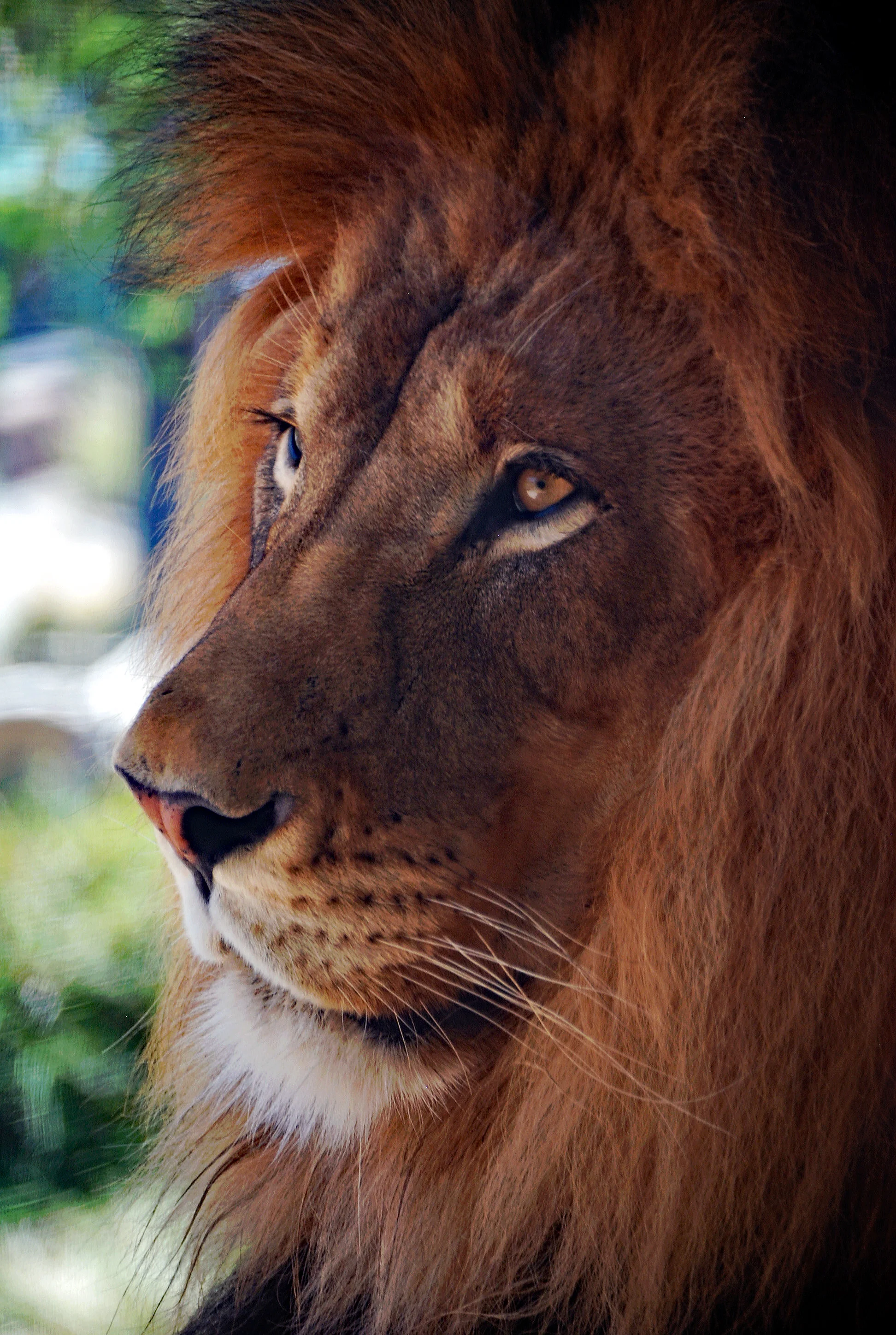 Lion Face.jpg