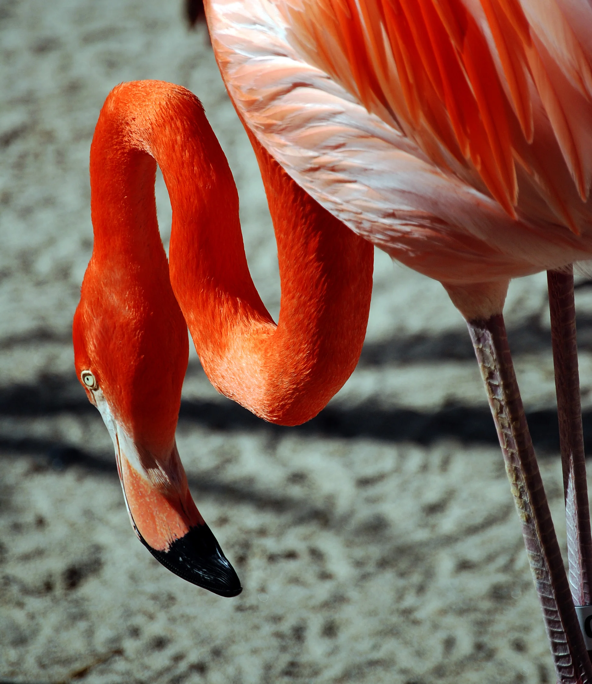 Flamingo 1.jpg