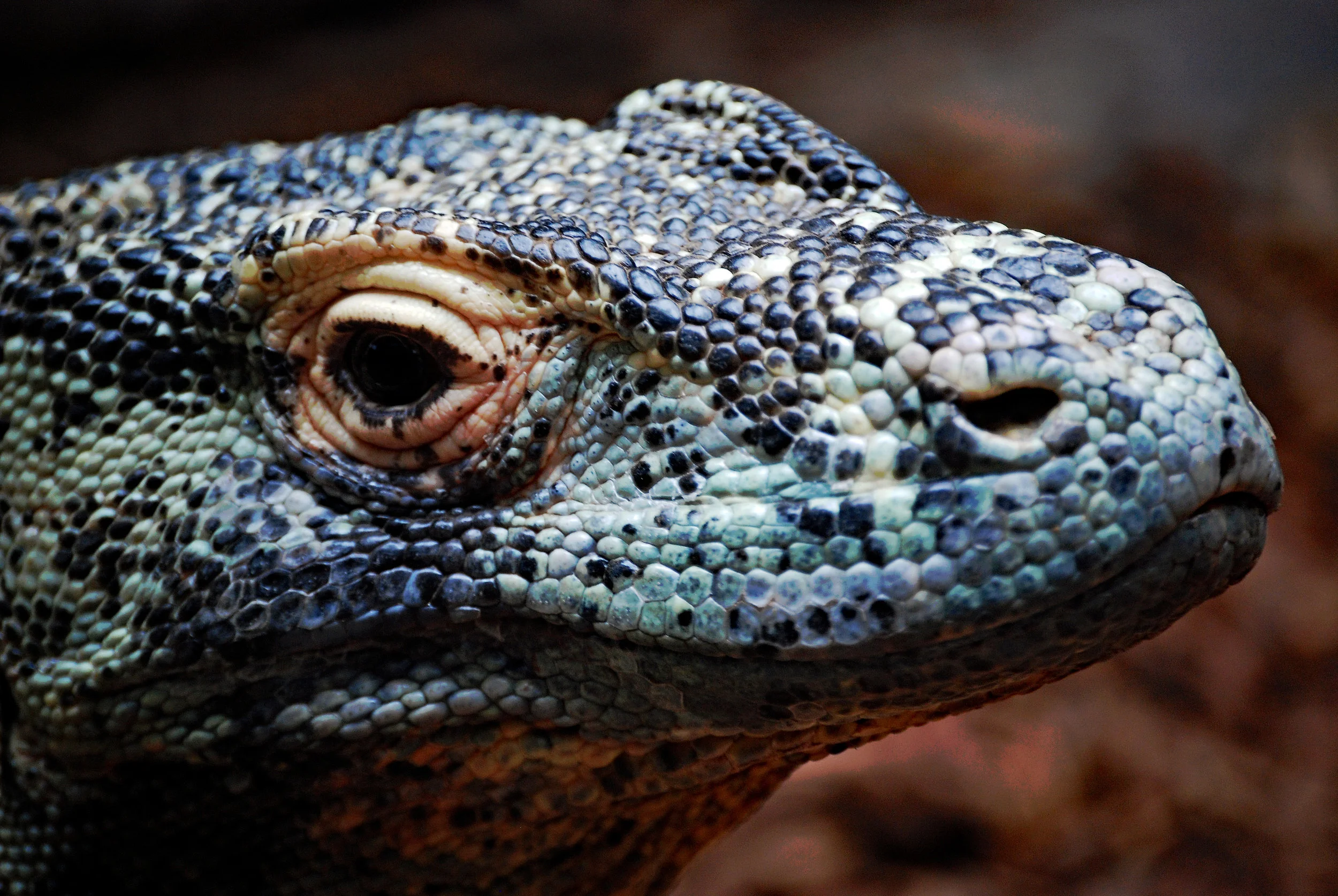 Monitor Lizard Close 1.jpg
