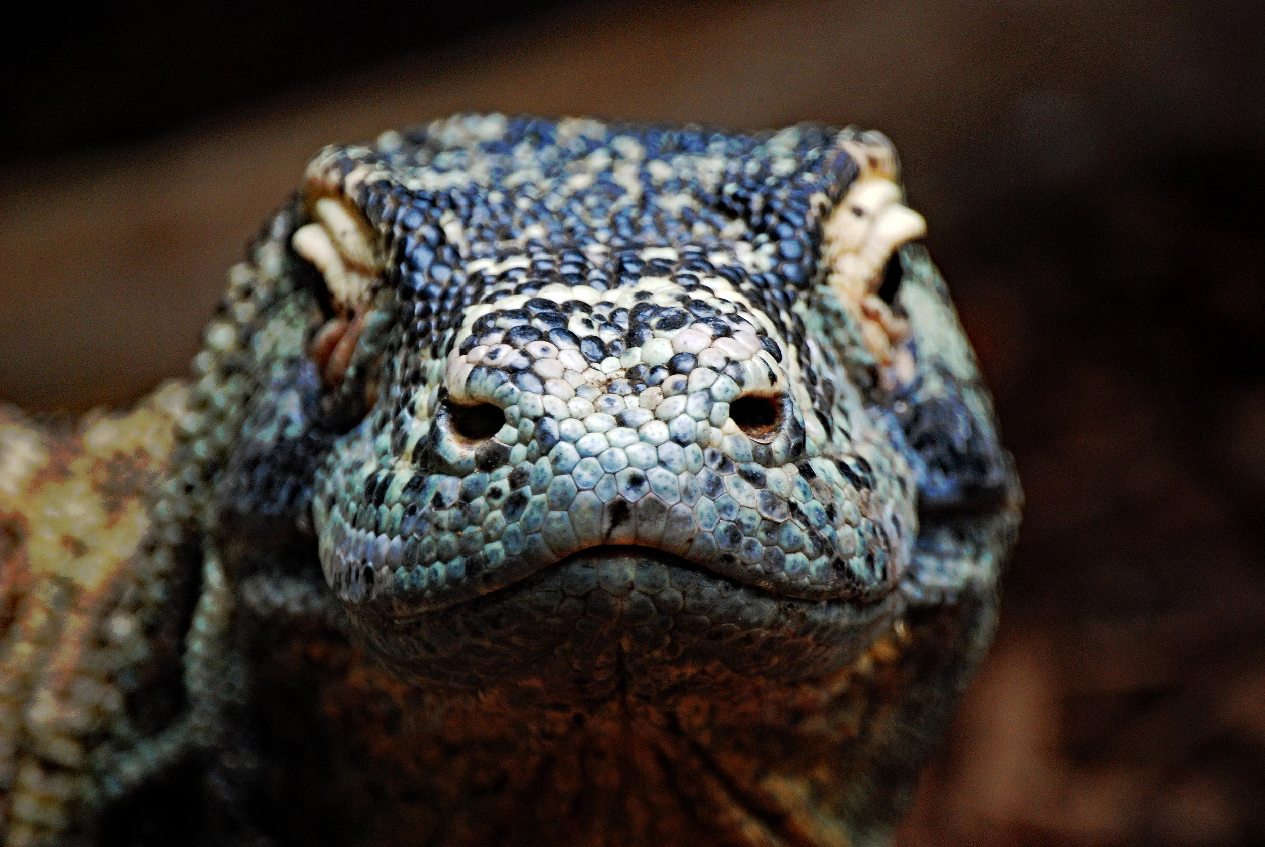 Monitor Lizard Close 2.jpg