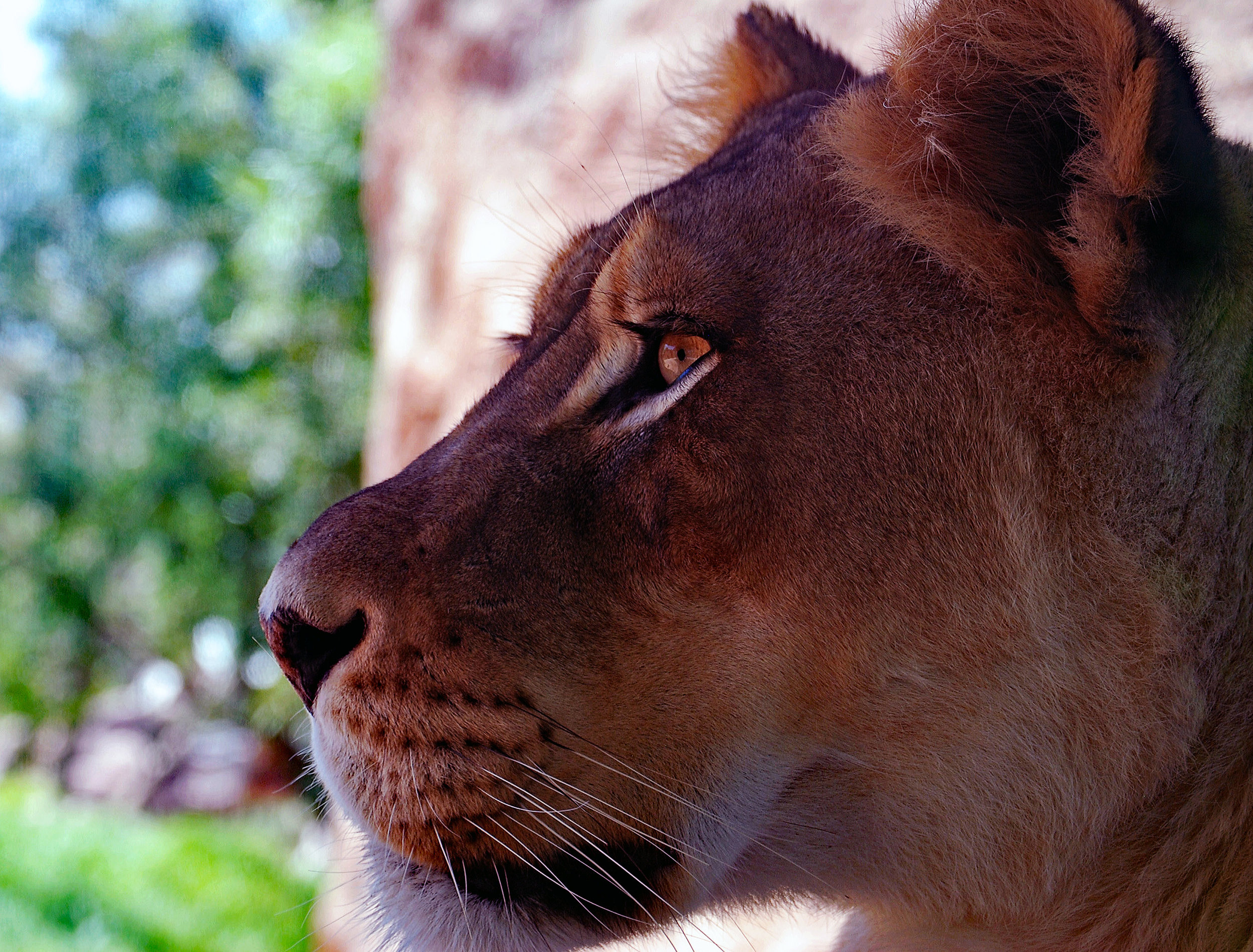 Lioness Face 1.jpg
