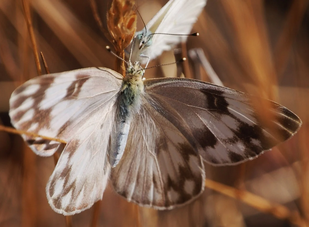 2 butterflies close 2 kiss.JPG