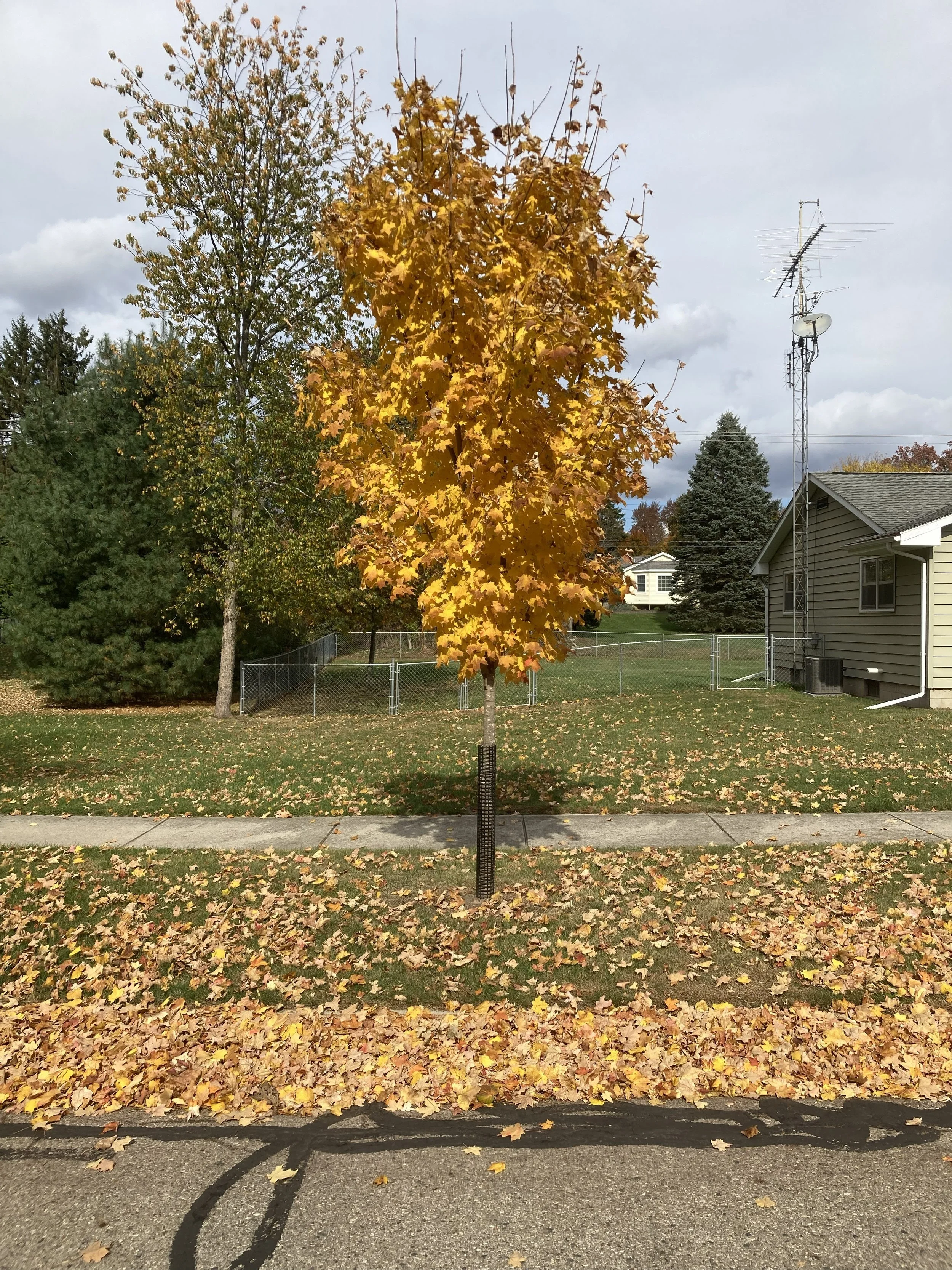 Maple #1 on East Riverside, Fall 24.jpeg