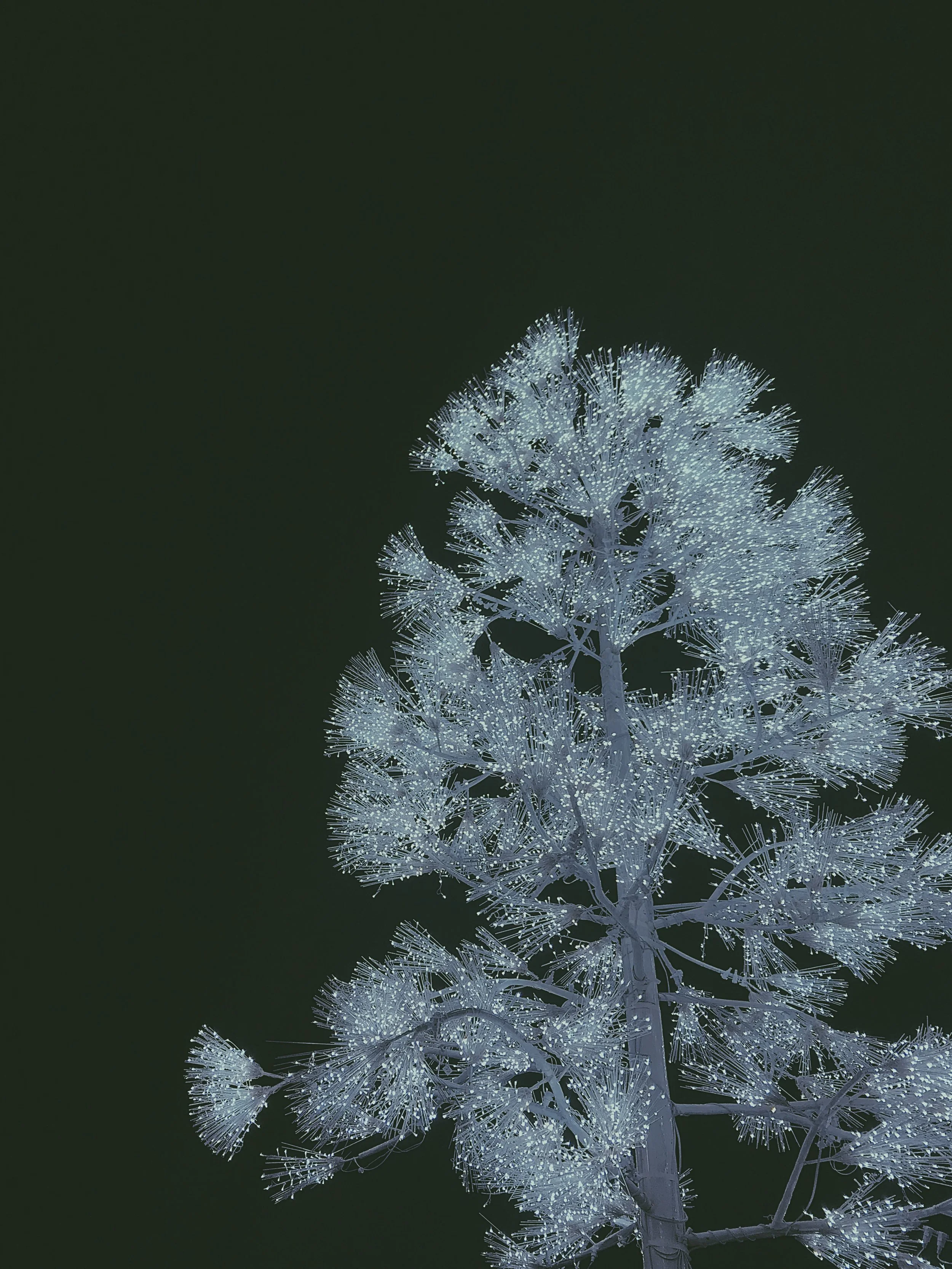 F824FFC1-240C-4E82-A003-B08F24C9BAD6.JPG
