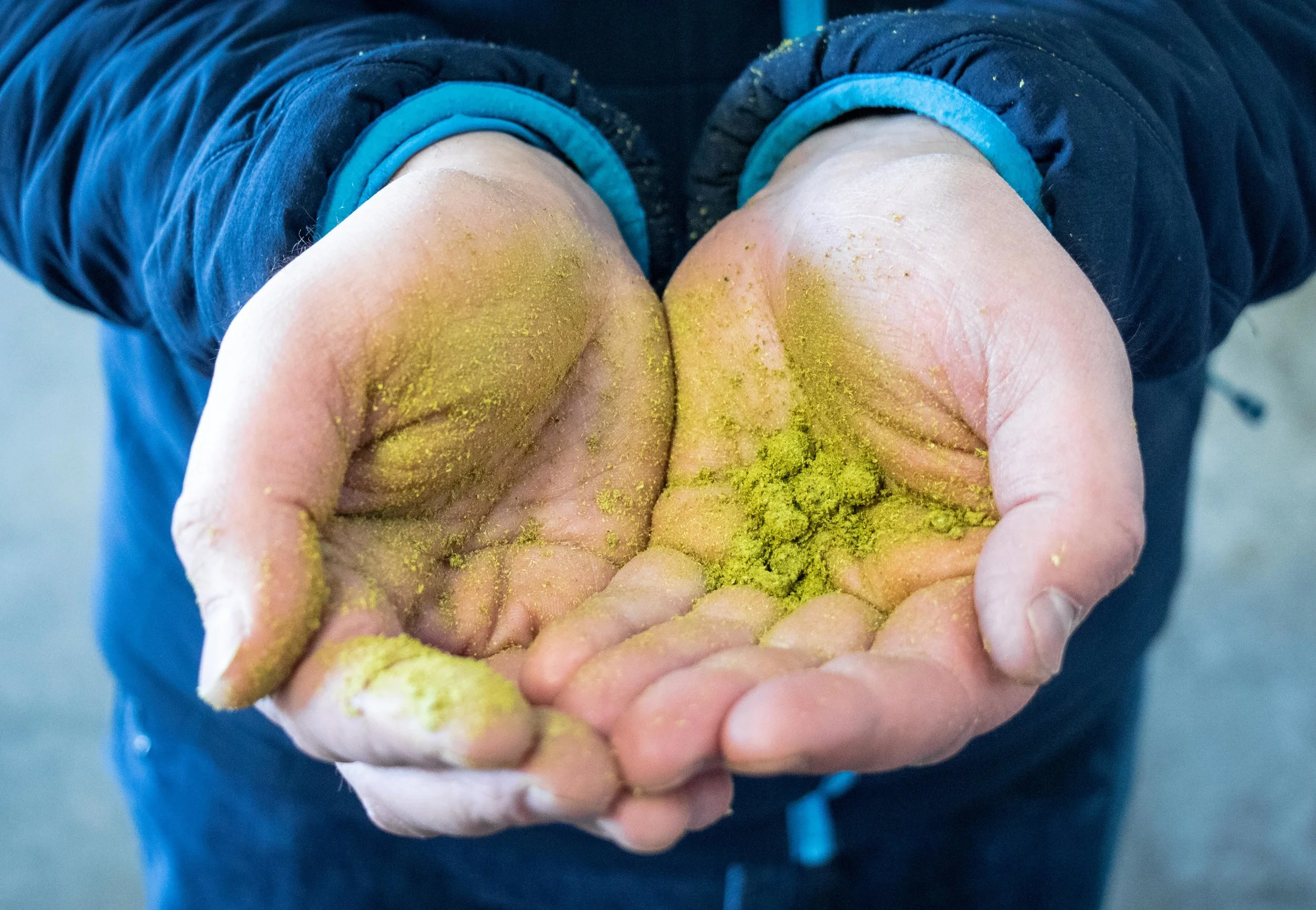 Hops (1 of 1).jpg