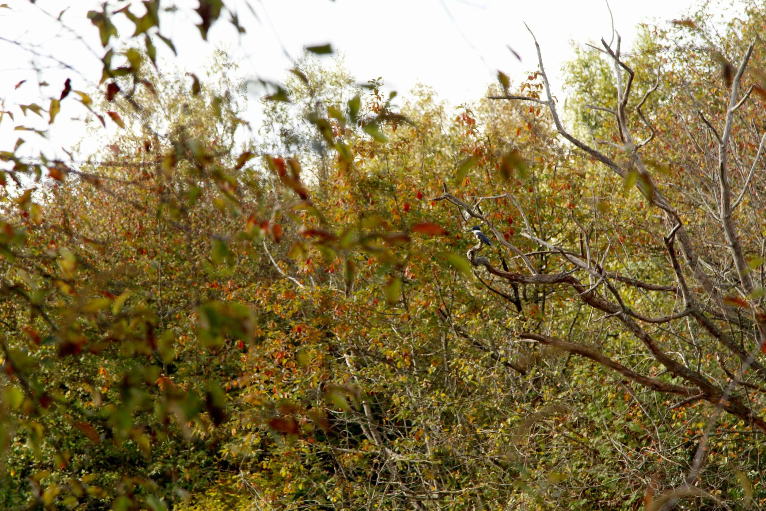 Somewhere in here is a Belted Kingfisher. He's small. Can you see him?
