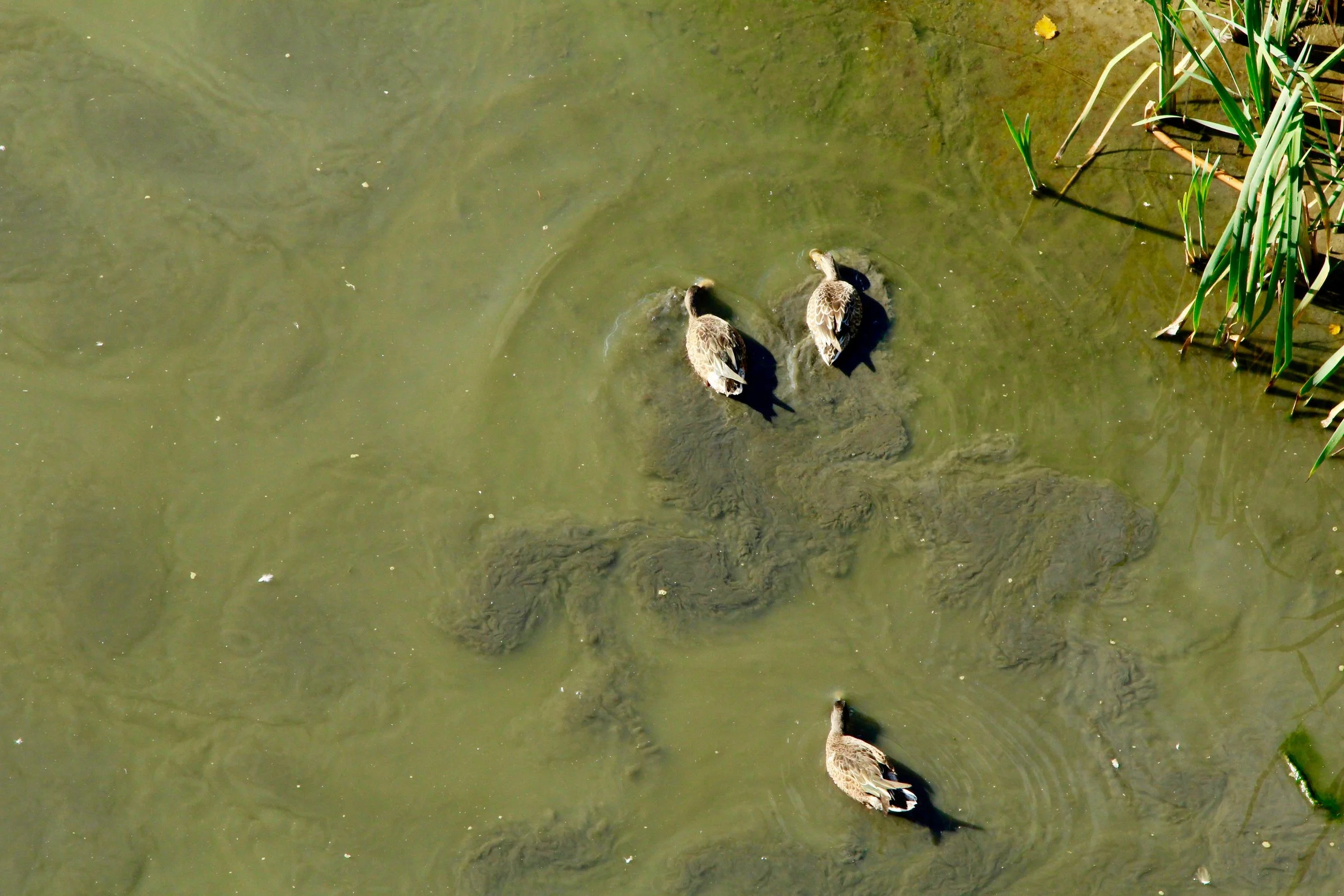 Below the tower, ducks kicked up little patterns of mud as they waded around in the shallows, nibbling at food under the water.
